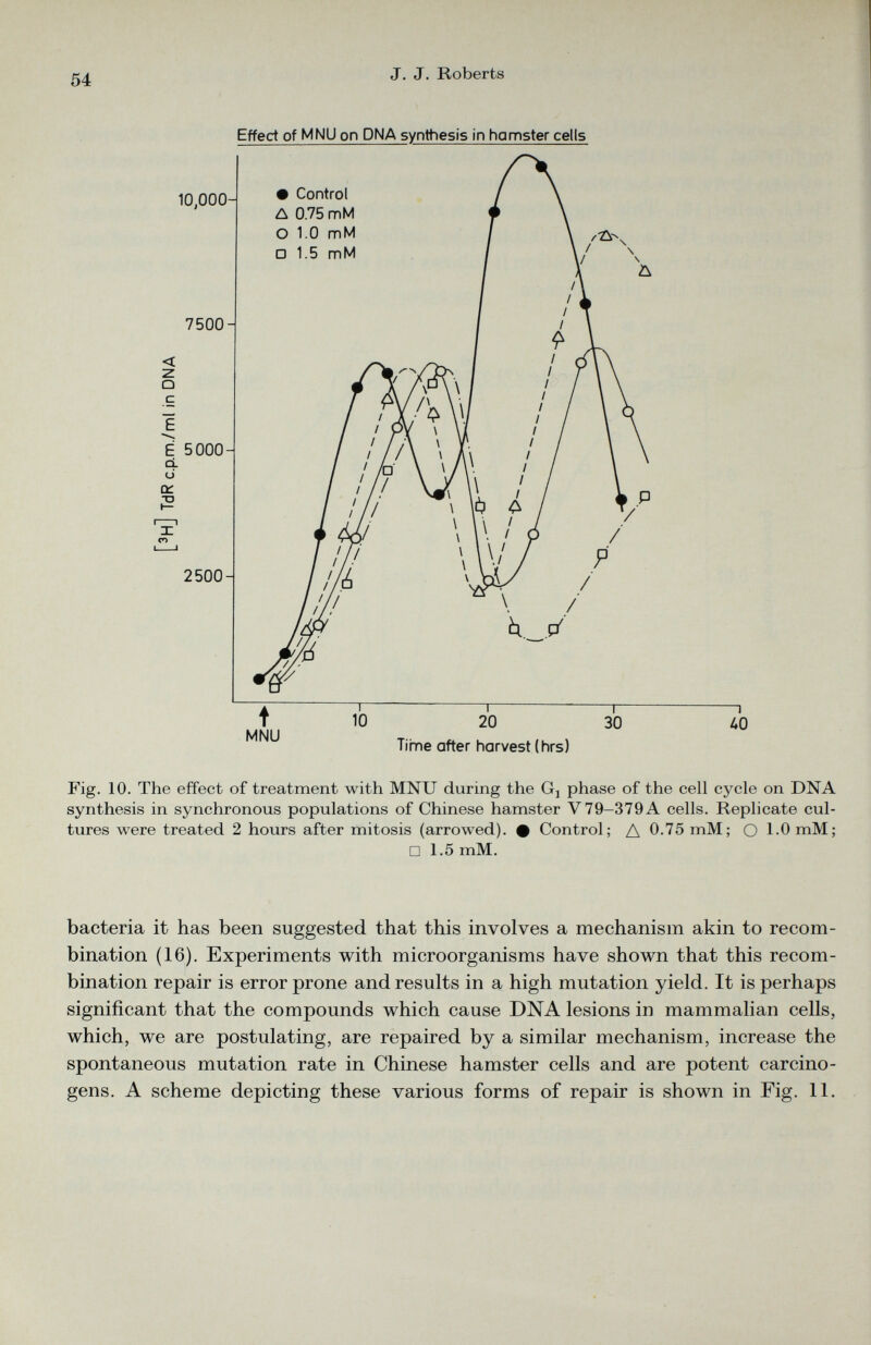 Effect of MNU on DNA synthesis in hamster cells Fig. 10. The effect of treatment with MNU during the G 3 phase of the cell cycle on DNA synthesis in synchronous populations of Chinese hamster V 79-379 A cells. Replicate cul tures were treated 2 hours after mitosis (arrowed). # Control; A 0-75 mM; O 1.0 mM; □ 1.5 mM. bacteria it has been suggested that this involves a mechanism akin to recom bination (16). Experiments with microorganisms have shown that this recom bination repair is error prone and results in a high mutation yield. It is perhaps significant that the compounds which cause DNA lesions in mammalian cells, which, we are postulating, are repaired by a similar mechanism, increase the spontaneous mutation rate in Chinese hamster cells and are potent carcino gens. A scheme depicting these various forms of repair is shown in Fig. 11.