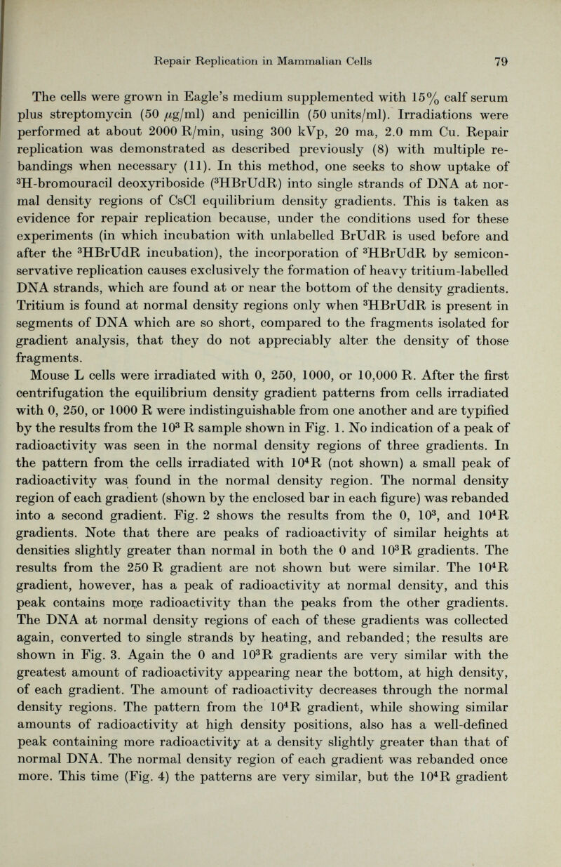 The cells were grown in Eagle’s medium supplemented with 15% calf serum plus streptomycin (50 ¿¿g/ml) and penicillin (50 units/ml). Irradiations were performed at about 2000 R/min, using 300 kVp, 20 ma, 2.0 mm Cu. Repair replication was demonstrated as described previously (8) with multiple re bandings when necessary (11). In this method, one seeks to show uptake of 3 H-bromouracil deoxyriboside ( 3 HBrUdR) into single strands of DNA at nor mal density regions of CsCl equilibrium density gradients. This is taken as evidence for repair replication because, under the conditions used for these experiments (in which incubation with unlabelled BrUdR is used before and after the 3 HBrUdR incubation), the incorporation of 3 HBrUdR by semicon servative replication causes exclusively the formation of heavy tritium-labelled DNA strands, which are found at or near the bottom of the density gradients. Tritium is found at normal density regions only when 3 HBrUdR is present in segments of DNA which are so short, compared to the fragments isolated for gradient analysis, that they do not appreciably alter the density of those fragments. Mouse L cells were irradiated with 0, 250, 1000, or 10,000 R. After the first centrifugation the equilibrium density gradient patterns from cells irradiated with 0, 250, or 1000 R were indistinguishable from one another and are typified by the results from the 10 3 R sample shown in Fig. 1. No indication of a peak of radioactivity was seen in the normal density regions of three gradients. In the pattern from the cells irradiated with 10 4 R (not shown) a small peak of radioactivity was found in the normal density region. The normal density region of each gradient (shown by the enclosed bar in each figure) was rebanded into a second gradient. Fig. 2 shows the results from the 0, 10 3 , and 10 4 R gradients. Note that there are peaks of radioactivity of similar heights at densities slightly greater than normal in both the 0 and 10 3 R gradients. The results from the 250 R gradient are not shown but were similar. The 10 4 R gradient, however, has a peak of radioactivity at normal density, and this peak contains moi;e radioactivity than the peaks from the other gradients. The DNA at normal density regions of each of these gradients was collected again, converted to single strands by heating, and rebanded; the results are shown in Fig. 3. Again the 0 and 10 3 R gradients are very similar with the greatest amount of radioactivity appearing near the bottom, at high density, of each gradient. The amount of radioactivity decreases through the normal density regions. The pattern from the 10 4 R gradient, while showing similar amounts of radioactivity at high density positions, also has a well-defined peak containing more radioactivity at a density slightly greater than that of normal DNA. The normal density region of each gradient was rebanded once more. This time (Fig. 4) the patterns are very similar, but the 10 4 R gradient