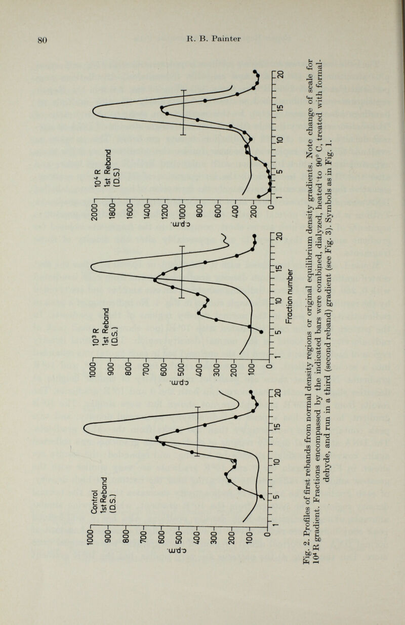 Fig. 2. Profiles of first rebands from normal density regions or original equilibrium density gradients. Note change of scale for 10 4 R gradient. Fractions encompassed by the indicated bars were combined, dialyzed, heated to 90° C, treated with formal dehyde, and run in a third (second reband) gradient (see Fig. 3). Symbols as in Fig. 1. R. B. Painter