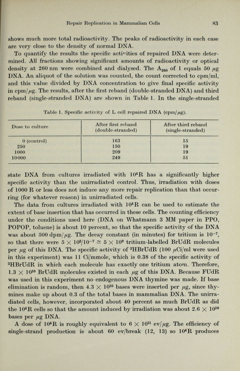 shows much more total radioactivity. The peaks of radioactivity in each case are very close to the density of normal DNA. To quantify the results the specific activities of repaired DNA were deter mined. All fractions showing significant amounts of radioactivity or optical density at 260 nm were combined and dialysed. The A 260 of 1 equals 50 jug DNA. An aliquot of the solution was counted, the count corrected to cpm/ml, and this value divided by DNA concentration to give final specific activity in cpm//ig. The results, after the first reband (double-stranded DNA) and third reband (single-stranded DNA) are shown in Table 1. In the single-stranded Table 1. Specific activity of L cell repaired DNA (cpm/^g). Dose to culture After first reband (double-stranded) After third reband (single-stranded) 0 (control) 163 15 250 150 19 1000 209 19 10000 249 51 state DNA from cultures irradiated with 10 4 R has a significantly higher specific activity than the unirradiated control. Thus, irradiation with doses of 1000 R or less does not induce any more repair replication than that occur ring (for whatever reason) in unirradiated cells. The data from cultures irradiated with 10 4 R can be used to estimate the extent of base insertion that has occurred in these cells. The counting efficiency under the conditions used here (DNA on Whatmann 3 MM paper in PPO, POPOP, toluene) is about 10 percent, so that the specific activity of the DNA was about SOOdpm/^g. The decay constant (in minutes) for tritium is 10~ 7 , so that there were 5 X 10 2 /10~ 7 — 5 X 10 9 tritium-labelled BrUdR molecules per jug of this DNA. The specific activity of 3 HBrUdR (100 ¿¿Ci/ml were used in this experiment) was 11 Ci/mmole, which is 0.38 of the specific activity of 3 HBrUdR in which each molecule has exactly one tritium atom. Therefore, 1.3 X 10 10 BrUdR molecules existed in each jug of this DNA. Because FUdR was used in this experiment no endogenous DNA thymine was made. If base elimination is random, then 4.3 X 10 10 bases were inserted per jug, since thy mines make up about 0.3 of the total bases in mammalian DNA. The unirra diated cells, however, incorporated about 40 percent as much BrUdR as did the 10 4 R cells so that the amount induced by irradiation was about 2.6 X 10 10 bases per jug DNA. A dose of 10 4 R is roughly equivalent to 6 X 10 11 ev/ jug. The efficiency of single-strand production is about 60 ev/break (12, 13) so 10 4 R produces
