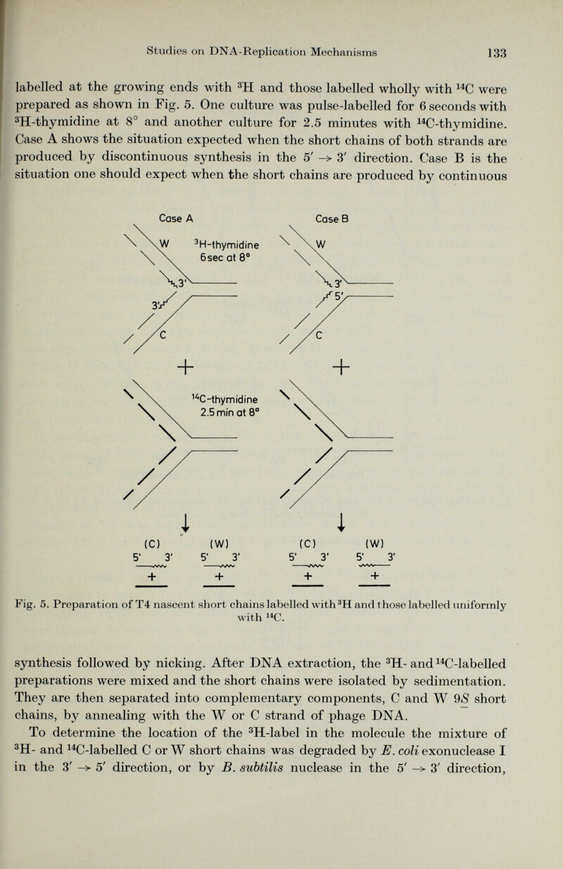 labelled at the growing ends with 3 H and those labelled wholly with 14 C were prepared as shown in Fig. 5. One culture was pulse-labelled for 6 seconds with 3 H-thymidine at 8° and another culture for 2.5 minutes with 14 C-thymidine. Case A shows the situation expected when the short chains of both strands are produced by discontinuous synthesis in the 5' 3' direction. Case B is the situation one should expect when the short chains are produced by continuous Case A 1 (C) (W) 3' 5' 3 + + Case B i (C) (W) 5’ 3’ 5’ 3’ + + Fig. 5. Preparation of T4 nascent short chains labelled with 3 H and those labelled uniformly with 14 C. synthesis followed by nicking. After DNA extraction, the 3 H-and 14 C-labelled preparations were mixed and the short chains were isolated by sedimentation. They are then separated into complementary components, C and W 9 S short chains, by annealing with the W or C strand of phage DNA. To determine the location of the 3 H-label in the molecule the mixture of 3 H- and 14 C-labelled C or W short chains was degraded by E. coli exonuclease I in the 3' -> 5' direction, or by B. subtilis nuclease in the 5' -> 3' direction,