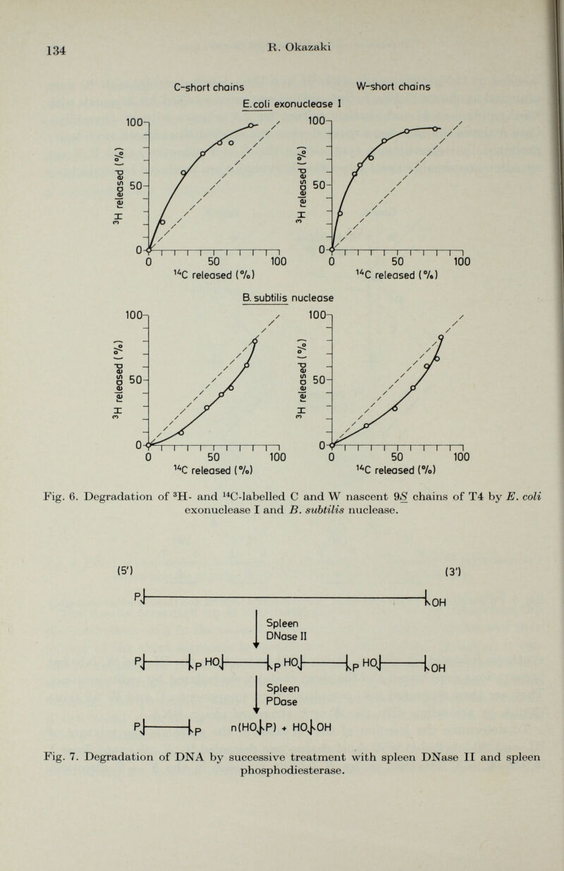 C-short chains W-short chains E.coli exonuctease I B. subtilis nuclease Fig. 6. Degradation of 3 H- and 14 C-labelled C and W nascent 9 S chains of T4 by E. coli exonuclease I and B. subtilis nuclease. (5') (3’) Loh Spleen DNase II ▼ P J Ip H ip H °J Lp noj Loh Spleen PDase ▼ Pj |, p n(HO|P) + ho|oh Fig. 7. Degradation of DNA by successive treatment with spleen DNase II and spleen phosphodiesterase.