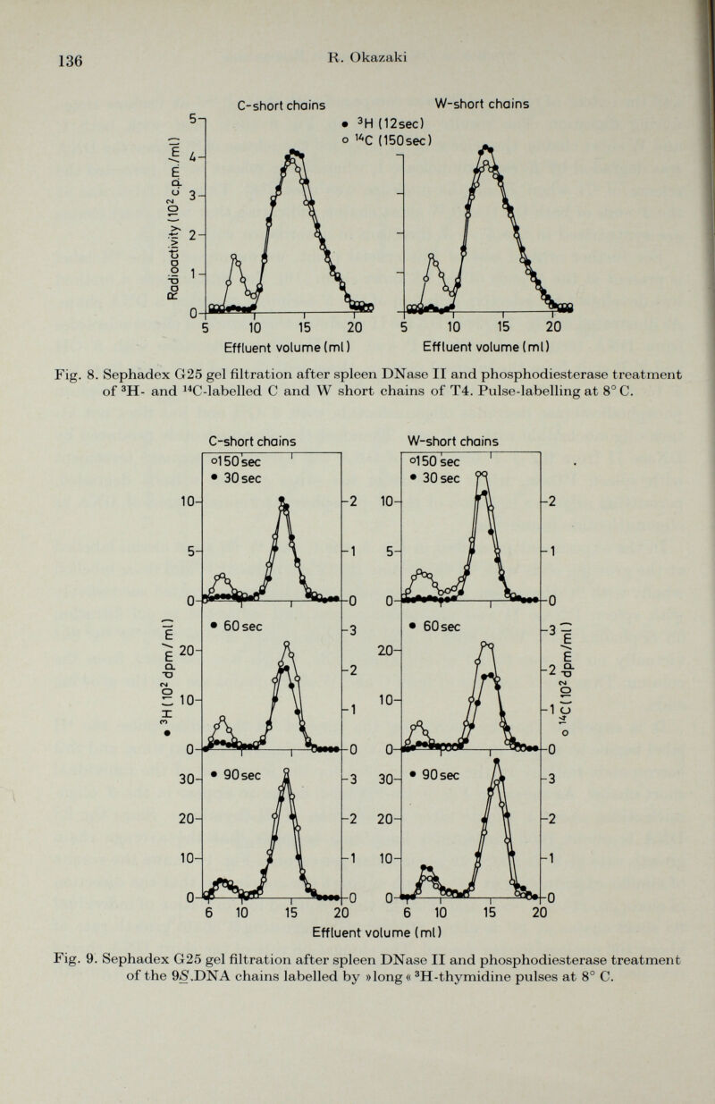 C-short chains W-short chains Fig. 8. Sephadex G25 gel filtration after spleen DNase II and phosphodiesterase treatment of 3 H- and 14 C-labelled C and W short chains of T4. Pulse-labelling at 8°C. C-short chains W-short chains Effluent volume (ml) Fig. 9. Sephadex G25 gel filtration after spleen DNase II and phosphodiesterase treatment of the 9iS',DNA chains labelled by »long« 3 H-thymidine pulses at 8° C.