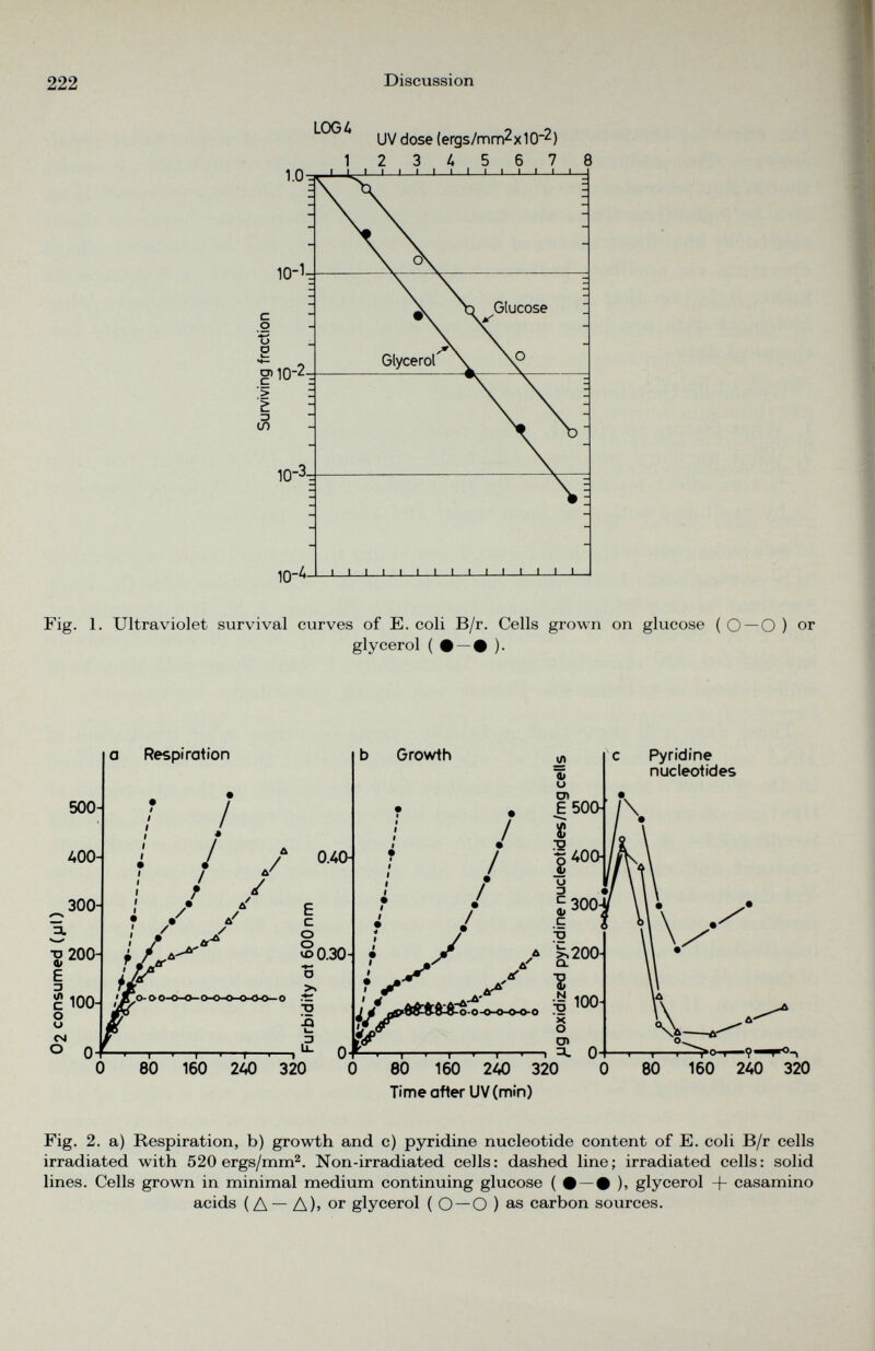 LOG 4 UV dose (ergs/mm 2 x10“ 2 ) Fig. 1. Ultraviolet survival curves of E. coli B/r. Cells grown on glucose ( O —O ) or glycerol ( • — • ). Fig. 2. a) Respiration, b) growth and c) pyridine nucleotide content of E. coli B/r cells irradiated with 520 ergs/mm 2 . Non-irradiated cells: dashed line; irradiated cells: solid lines. Cells grown in minimal medium continuing glucose ( # —# ), glycerol -f- casamino acids (A~ A)> or glycerol ( Q — Q ) as carbon sources.