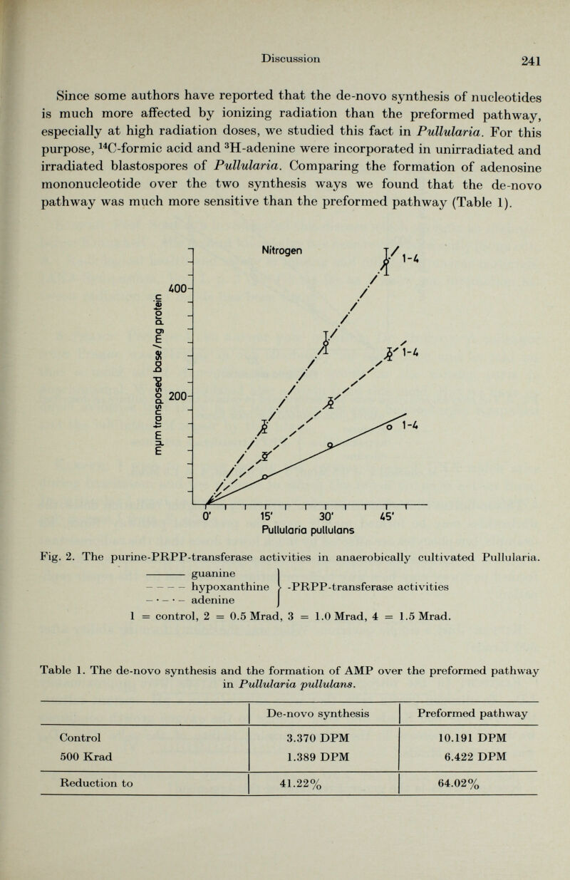 Since some authors have reported that the de-novo synthesis of nucleotides is much more affected by ionizing radiation than the preformed pathway, especially at high radiation doses, we studied this fact in Pullularia. For this purpose, 14 C-formic acid and 3 H-adenine were incorporated in unirradiated and irradiated blastospores of Pullularia. Comparing the formation of adenosine mononucleotide over the two synthesis ways we found that the de-novo pathway was much more sensitive than the preformed pathway (Table 1). Fig. 2. The purine-PRPP-transferase activities in anaerobically cultivated Pullularia. guanine hypoxanthine — • - • - adenine -PRPP-transferase activities 1 = control, 2 = 0.5 Mrad, 3 = l.OMrad, 4 = 1.5Mrad. Table 1. The de-novo synthesis and the formation of AMP over the preformed pathway in Pullularia pullulans. De-novo synthesis Preformed pathway Control 3.370 DPM 10.191 DPM 500 Krad 1.389 DPM 6.422 DPM Reduction to 41.22% 64.02%