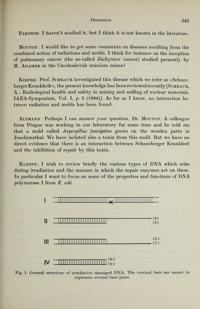 Partsch: I haven’t studied it, but I think it is not known in the literature. Mouton : I would like to get some comments on diseases resulting from the combined action of radiations and molds. I think for instance on the inception of pulmonary cancer (the so-called Jachymov cancer) studied presently by M. Adamek in the Czechoslovak uranium mines? Kiefer: Prof. Schraub investigated this disease which we refer as »Schnee- bergerKrankheit«; the present knowledge has been reviewed recently [Schraub, A.: Radiological health and safety in mining and milling of nuclear materials. IAEA-Symposium, Vol. I, p. 3 (1964)]. As far as I know, no interaction be tween radiation and molds has been found. Altmann: Perhaps I can answer your question, Dr. Mouton. A colleague from Prague was working in our laboratory for some time and he told me that a mold called Aspergillus fumigatus grows on the wooden parts in Joachimsthal. We have isolated also a toxin from this mold. But we have no direct evidence that there is an interaction between Schneeberger Krankheit and the inhibition of repair by this toxin. Kleppe: I wish to review briefly the various types of DNA which arise during irradiation and the manner in which the repair enzymes act on these. In particular I want to focus on some of the properties and functions of DNA polymerase I from E. coli. I 1111 II 11 11 II 11 II 11 II 11 w 111111 i 1 1 II 1 1 1 1 1 1 A / II 11 II 1 II 1 1 1 1 1 1 1 1 1 II 1 1 1 1 ( III 1111111 1 1 1 1 1 1 1 1 1 1 1 1 1 1 1 < ( IV ” I I I I 1 I I I I 1 I I I I I I I I I I I I \y | Fig. 1. General structure of irradiation damaged DNA. The vertical bars are meant to represent several base pairs.