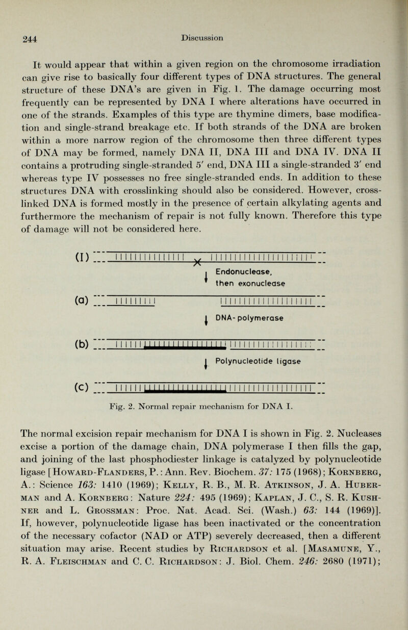 It would appear that within a given region on the chromosome irradiation can give rise to basically four different types of DNA structures. The general structure of these DNA’s are given in Fig. 1. The damage occurring most frequently can be represented by DNA I where alterations have occurred in one of the strands. Examples of this type are thymine dimers, base modifica tion and single-strand breakage etc. If both strands of the DNA are broken within a more narrow region of the chromosome then three different types of DNA may be formed, namely DNA II, DNA III and DNA IV. DNA II contains a protruding single-stranded 5' end, DNA III a single-stranded 3' end whereas type IV possesses no free single-stranded ends. In addition to these structures DNA with crosslinking should also be considered. However, cross- linked DNA is formed mostly in the presence of certain alkylating agents and furthermore the mechanism of repair is not fully known. Therefore this type of damage will not be considered here. 1111111111 Mill v 1 II II II 1 1 II 1 1 1 II 1 1 II M A 1 Endonuclease, then exonuclease (a) MINIMI Il 1 II II II II II II II 1 II DNA- polymerase (b) | Polynucleotide ligase (C) Il II i 1 LL Il 1 1 1 1 1 1 II 1 II 1 1 1 II 1 II 1 1 II II II II II 1 Fig. 2. Normal repair mechanism for DNA I. The normal excision repair mechanism for DNA I is shown in Fig. 2. Nucleases excise a portion of the damage chain, DNA polymerase I then fills the gap, and joining of the last phosphodiester linkage is catalyzed by polynucleotide ligase [Howard-Flanders, P. : Ann. Rev. Biochem. 37: 175 (1968) ; Kornberg, A.: Science 163: 1410 (1969); Kelly, R. B., M. R. Atkinson, J. A. Huber- man and A. Kornberg: Nature 224: 495 (1969); Kaplan, J. C., S. R. Kush- ner and L. Grossman: Proc. Nat. Acad. Sci. (Wash.) 63: 144 (1969)]. If, however, polynucleotide ligase has been inactivated or the concentration of the necessary cofactor (NAD or ATP) severely decreased, then a different situation may arise. Recent studies by Richardson et al. [Masamune, Y., R. A. Fleischman and C. C. Richardson: J. Biol. Chem. 246: 2680 (1971);