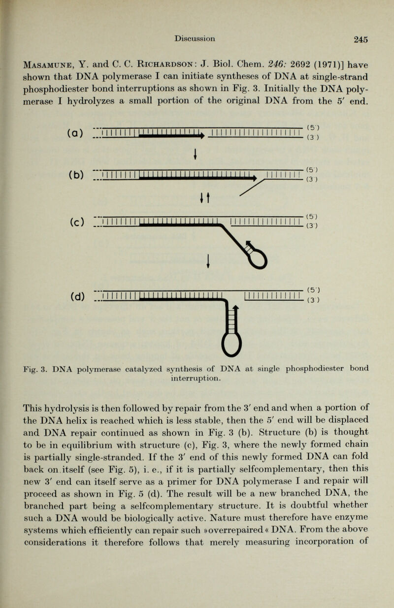 Masamune, Y. and C. C. Richardson: J. Biol. Chem. 246: 2692 (1971)] have shown that DNA polymerase I can initiate syntheses of DNA at single-strand phosphodiester bond interruptions as shown in Fig. 3. Initially the DNA poly merase I hydrolyzes a small portion of the original DNA from the 5' end. ( a ) 11111111N 111111111111| 111111 ii 11111 ( 5 ) (3 ) I (b) ~ I I I I I I I I I ( 5 ) (3 ) It (c) (d) ( 5 ) (3 ) Fig. 3. DNA polymerase catalyzed synthesis of DNA at single phosphodiester bond interruption. This hydrolysis is then followed by repair from the 3' end and when a portion of the DNA helix is reached which is less stable, then the 5' end will be displaced and DNA repair continued as shown in Fig. 3 (b). Structure (b) is thought to be in equilibrium with structure (c), Fig. 3, where the newly formed chain is partially single-stranded. If the 3' end of this newly formed DNA can fold back on.itself (see Fig. 5), i. e., if it is partially selfcomplementary, then this new 3' end can itself serve as a primer for DNA polymerase I and repair will proceed as shown in Fig. 5 (d). The result will be a new branched DNA, the branched part being a selfcomplementary structure. It is doubtful whether such a DNA would be biologically active. Nature must therefore have enzyme systems which efficiently can repair such »overrepaired« DNA. From the above considerations it therefore follows that merely measuring incorporation of