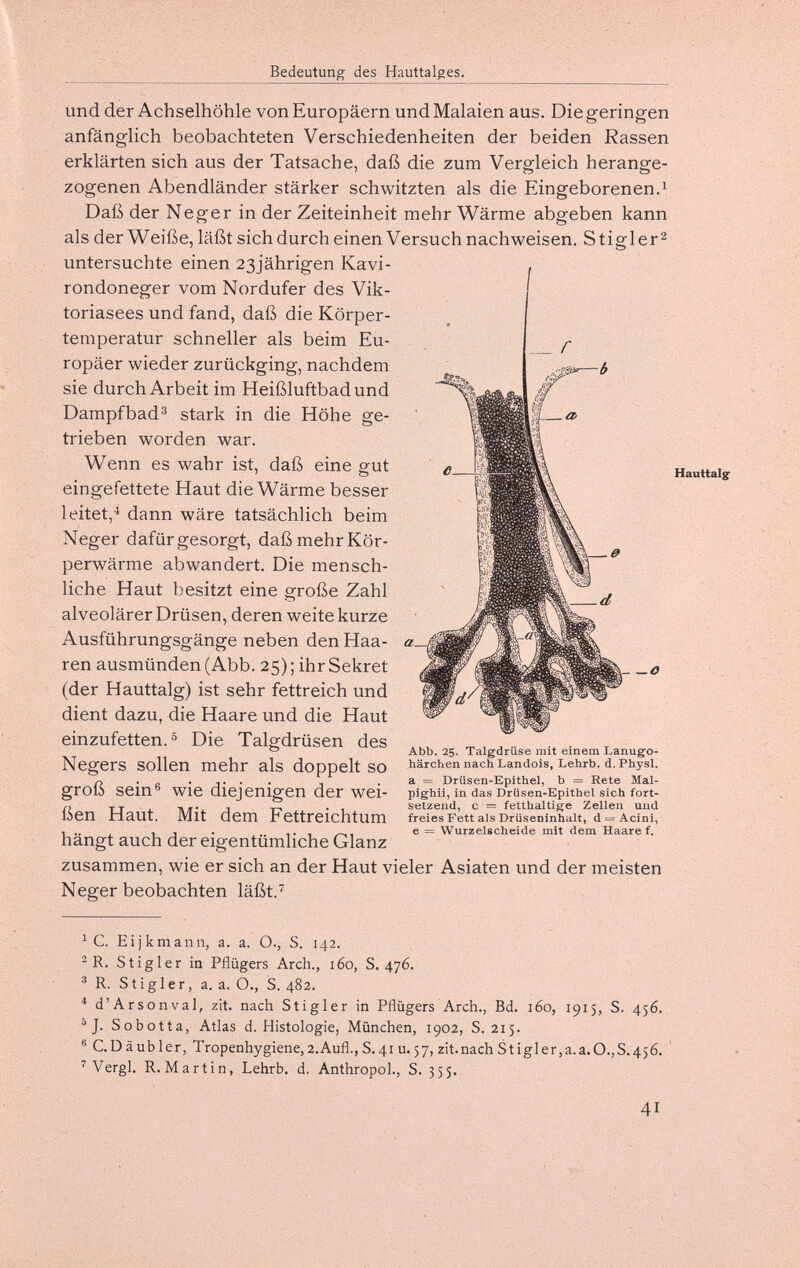 Bedeutung des Hauttalges. und der Achselhöhle von Europäern und Malaien aus. Die geringen anfänglich beobachteten Verschiedenheiten der beiden Rassen erklärten sich aus der Tatsache, daß die zum Vergleich herange¬ zogenen Abendländer stärker schwitzten als die Eingeborenen.^ Daß der Neger in der Zeiteinheit mehr Wärme abgeben kann als der Weiße, läßt sich durch einen Versuch nachweisen. Stiglerà untersuchte einen 23jährigen Kavi- rondoneger vom Nordufer des Vik¬ toriasees und fand, daß die Körper¬ temperatur schneller als beim Eu¬ ropäer wieder zurückging, nachdem sie durch Arbeit im Heißluftbad und Dampfbad^ stark in die Höhe ge¬ trieben worden war. Wenn es wahr ist, daß eine gut eingefettete Haut die Wärme besser leitet,dann wäre tatsächlich beim Neger dafür gesorgt, daß mehr Kör¬ perwärme abwandert. Die mensch¬ liche Haut besitzt eine große Zahl alveolärer Drüsen, deren weite kurze Ausführungsgänge neben den Haa¬ ren ausmünden (Abb. 25) ; ihr Sekret (der Hauttalg) ist sehr fettreich und dient dazu, die Haare und die Haut einzufetten.® Die Talgdrüsen des Negers sollen mehr als doppelt so groß sein® wie diejenigen der wei¬ ßen Haut. Mit dem Fettreichtum hängt auch der eigentümliche Glanz zusammen, wie er sich an der Haut vieler Asiaten und der meisten Neger beobachten läßt.'^ a—i — O Abb. 25. Talgdrüse mit einem Lanugo- härchen nach Landois, Lehrb. d. Physl. a = Drüsen-Epithel, b = Rete Mal- pighii, in das Drüsen-Epithel sich fort¬ setzend, с = fetthaltige Zellen und freies Fett als Drüseninhalt, d = Acini, e = Wurzelscheide mit dem Haare f. ^ C. Eijkmann, a. a. O., S. 142. ^ R. Stigler in Pflügers Arch., 160, S. 476. ® R. Stigler, a. a. O., S. 482. * d'Arsonval, zit. nach Stigler in Pflügers Arch., Bd. 160, 1915, S. 456. ^J. Sobotta, Atlas d. Histologie, München, 1902, S. 215. ® C.D äub 1er, Tropenhygiene,2.Aufl., S. 41 u. 57, zit.nach Stigler,a.a.0.,S.456. ' Vergi. R.Martin, Lehrb. d. Anthropol., S. 355. Hauttalj^ 41