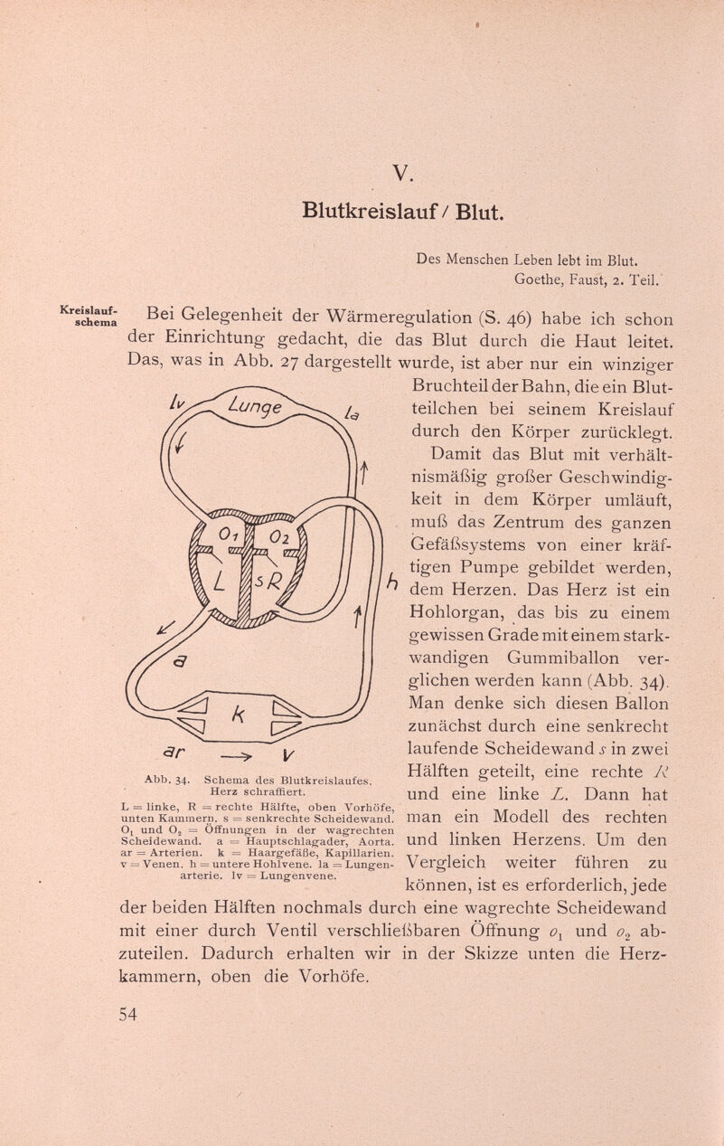 V. Blutkreislauf / Blut. Des Menschen Leben lebt im Blut. Goethe, Faust, 2. Teil. '^Тлета Gelegenheit der Wärmeregulation (S. 46) habe ich schon der Einrichtung gedacht, die das Blut durch die Haut leitet. Das, was in Abb. 27 dargestellt wurde, ist aber nur ein winziger Bruchteil der Bahn, die ein Blut¬ teilchen bei seinem Kreislauf durch den Körper zurücklegt. Damit das Blut mit verhält¬ nismäßig großer Geschwindig¬ keit in dem Körper umläuft, muß das Zentrum des ganzen Gefäßsystems von einer kräf¬ tigen Pumpe gebildet werden, dem Herzen. Das Herz ist ein Hohlorgan, das bis zu einem gewissen Grade mit einem stark- wandigen Gummiballon ver¬ glichen werden kann (Abb. 34). Man denke sich diesen Ballon zunächst durch eine senkrecht laufende Scheidewand ^ in zwei Hälften geteilt, eine rechte R und eine linke Z. Dann hat man ein Modell des rechten und linken Herzens. Um den Vergleich weiter führen zu können, ist es erforderlich, jede der beiden Hälften nochmals durch eine wagrechte Scheidewand mit einer durch Ventil verschließbaren Öffnung und ab¬ zuteilen. Dadurch erhalten wir in der Skizze unten die Herz¬ kammern, oben die Vorhöfe. 54 Abb. 34. Schema des Blutkreislaufes. Herz schraffiert. L = Unke, R = rechte Hälfte, oben Vorhöfe, unten Kammern, s = senkrechte Scheidewand. O, und O2 = Öffnungen in der wag'rechten Scheidewand, a = Hauptschlagader, Aorta, ar = Arterien, к = Haargefäße, Kapillarien. v = Venen, h = untere Hohlvene, la = Lungen¬ arterie. Iv = Lungenvene.