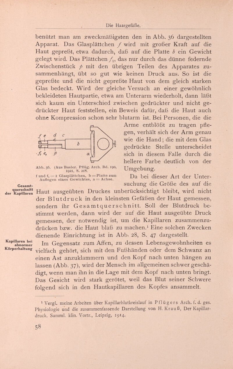 Die Haargefäße. benützt man am zweckmäßigsten den in Abb. 36 dargestellten Apparat. Das Glasplättchen f wird mit großer Kraft auf die Haut gepreßt, etwa dadurch, daß auf die Platte b ein Gewicht gelegt wird. Das Plättchen/1^, das nur durch das dünne federnde Zwischenstück p mit den übrigen Teilen des Apparates zu¬ sammenhängt, übt so gut wie keinen Druck aus. So ist die gepreßte und die nicht gepreßte Haut von dem gleich starken Glas bedeckt. Wird der gleiche Versuch an einer gewöhnlich bekleideten Hautpartie, etwa am Unterarm wiederholt, dann läfk sich kaum ein Unterschied zwischen gedrückter und nicht ge¬ drückter Haut feststellen, ein Beweis dafür, daf^ die Haut auch ohne Kompression schon sehr blutarm ist. Bei Personen, die die Arme entblößt zu tragen pfle¬ gen, verhält sich der Arm genau wie die Hand ; die mit dem Glas gedrückte Stelle unterscheidet sich in diesem Falle durch die hellere Farbe deutlich von der Umgebung. Da bei dieser Art der Unter- suchung die Größe des auf die der Kapiitren Haut ausgeübten Druckes unberücksichtigt bleibt, wird nicht der Blutdruck in den kleinsten Gefäßen der Haut gemessen, sondern ihr Gesamtquerschnitt. Soll der Blutdruck be¬ stimmt werden, dann wird der auf die Haut ausgeübte Druck gemessen, der notwendig ist, um die Kapillaren zusammenzu¬ drücken bzw. die Haut blaß zu machen.^ Eine solchen Zwecken dienende Einrichtung ist in Abb. 28, S. 47 dargestellt, '^^^'abnorm^ Im Gegensatz zum Affen, zu dessen Lebensgewohnheiten es Körperhaltung y^g^f^ch gehört, sich mit den Fußhänden oder dem Schwanz an einen Ast anzuklammern und den Kopf nach unten hängen zu lassen (Abb. 37), wird der Mensch im allgemeinen schwer geschä¬ digt, wenn man ihn in die Lage mit dem Kopf nach unten bringt. Das Gesicht wird stark gerötet, weil das Blut seiner Schwere folgend sich in den Hautkapillaren des Kopfes ansammelt. Abb. 36. (Aus Basler. Pflüg. Arch. Bd. igo, 1921, S. 218. f und fi = 2 Glasplättchen, b = Platte zum Auflegen eines Gewichtes, a = Achse. ^ Vergi, meine Arbeiten über Kapillarblutkreislauf in P f 1 ü g e r s Arch. f. d. ges. Physiologie und die zusammenfassende Darstellung von H. Krauß, Der Kapillar¬ druck. Samml. klin. Vortr., Leipzig, 1914. 58
