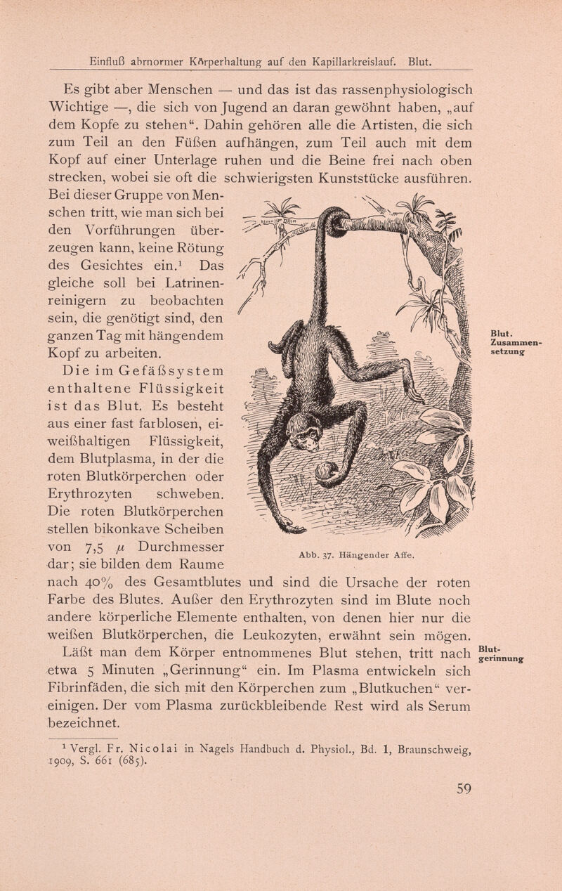 Einfluß abrnormer Krtrperhaltung auf den Kapillarkreislauf. Blut. Es gibt aber Menschen — und das ist das rassenphysiologisch Wichtige —, die sich von Jugend an daran gewöhnt haben, „auf dem Kopfe zu stehen. Dahin gehören alle die Artisten, die sich zum Teil an den Füßen aufhängen, zum Teil auch mit dem Kopf auf einer Unterlage ruhen und die Beine frei nach oben strecken, wobei sie oft die schwierigsten Kunststücke ausführen. Bei dieser Gruppe von Men¬ schen tritt, wie man sich bei den Vorführungen über¬ zeugen kann, keine Rötung des Gesichtes ein.^ Das gleiche soll bei Latrinen¬ reinigern zu beobachten sein, die genötigt sind, den ganzen Tag mit hängendem Kopf zu arbeiten. Die im Gefäßsystem enthaltene Flüssigkeit ist das Blut. Es besteht aus einer fast farblosen, ei¬ weißhaltigen Flüssigkeit, dem Blutplasma, in der die roten Blutkörperchen oder Erythrozyten schweben. Die roten Blutkörperchen stellen bikonkave Scheiben von 7,5 fx Durchmesser dar ; sie bilden dem Räume nach 40% des Gesamtblutes und sind die Ursache der roten Farbe des Blutes. Außer den Erythrozyten sind im Blute noch andere körperliche Elemente enthalten, von denen hier nur die weißen Blutkörperchen, die Leukozyten, erwähnt sein mögen. Läßt man dem Körper entnommenes Blut stehen, tritt nach etwa 5 Minuten „Gerinnung ein. Im Plasma entwickeln sich Fibrinfäden, die sich mit den Körperchen zum „Blutkuchen ver¬ einigen. Der vom Plasma zurückbleibende Rest wird als Serum bezeichnet. Abb. 37. Hängender Affe. Blut. Zusammen¬ setzung' Blut¬ gerinnung ^ Vergi. Fr. Nicolai in Nagels Handbuch d. Physiol., Bd. 1, Braunschweig, .1909, S. 661 (685). 59
