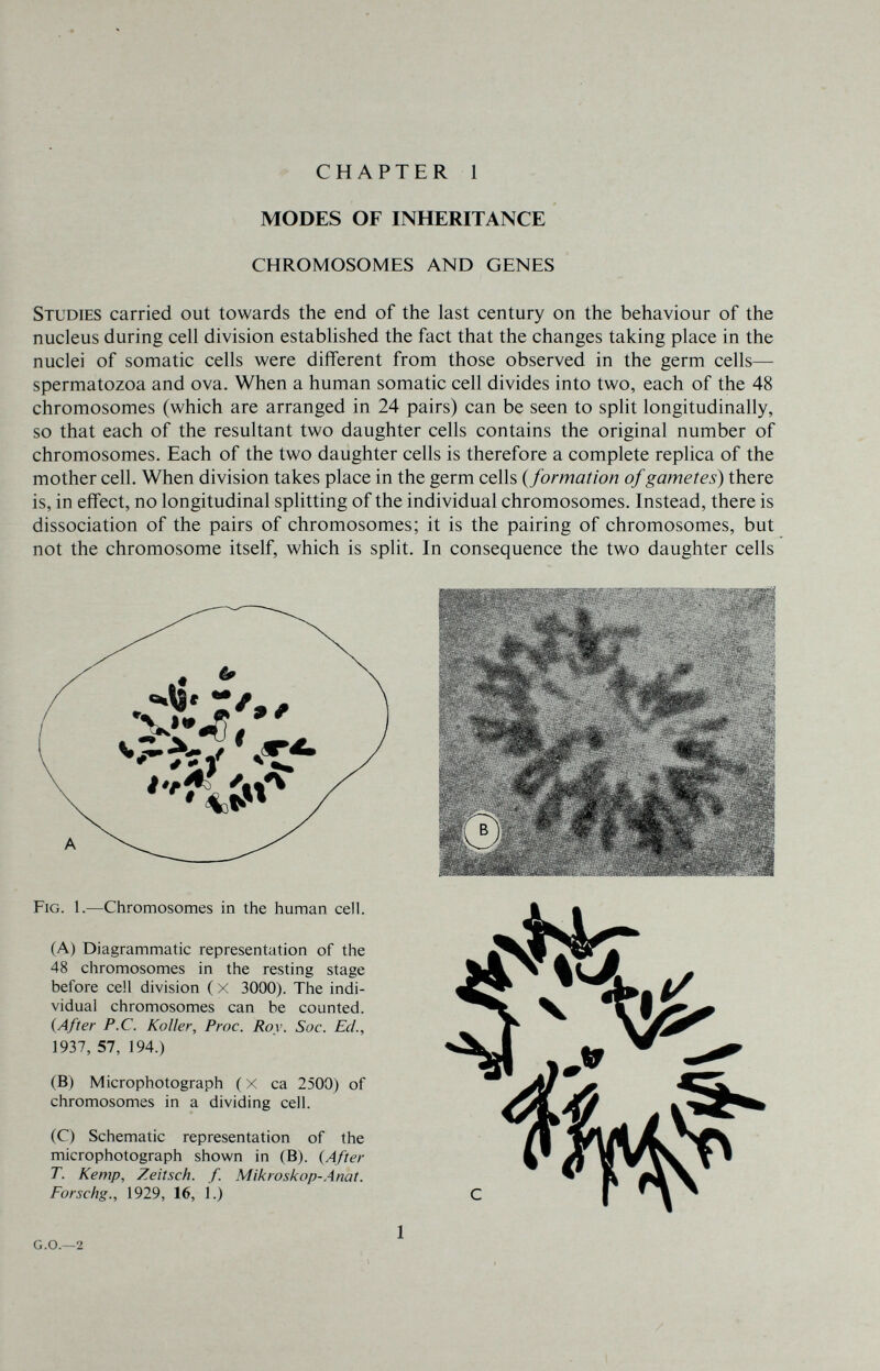 CHAPTER 1 MODES OF INHERITANCE CHROMOSOMES AND GENES Studies carried out towards the end of the last century on the behaviour of the nucleus during cell division established the fact that the changes taking place in the nuclei of somatic cells were different from those observed in the germ cells— spermatozoa and ova. When a human somatic cell divides into two, each of the 48 chromosomes (which are arranged in 24 pairs) can be seen to split longitudinally, so that each of the resultant two daughter cells contains the original number of chromosomes. Each of the two daughter cells is therefore a complete replica of the mother cell. When division takes place in the germ cells {formation of gametes) there is, in effect, no longitudinal splitting of the individual chromosomes. Instead, there is dissociation of the pairs of chromosomes; it is the pairing of chromosomes, but not the chromosome itself, which is split. In consequence the two daughter cells Fig. 1.—Chromosomes in the human cell. (A) Diagrammatic representation of the 48 chromosomes in the resting stage before cell division ( x 3000). The indi¬ viduai chromosomes can be counted. {After P.C. Koller, Proc. Roy. Soc. Ed., 1937,57,194.) (B) Micro photograph (X ca 2500) of chromosomes in a dividing cell. (C) Schematic representation of the microphotograph shown in (B). {After T. Kemp, Zeitsch. f. Mikroskop-Anat. Forschg., 1929, 16, Í.) ' Л •• * ' f % '.■v= : 4'-  * g.g.—2