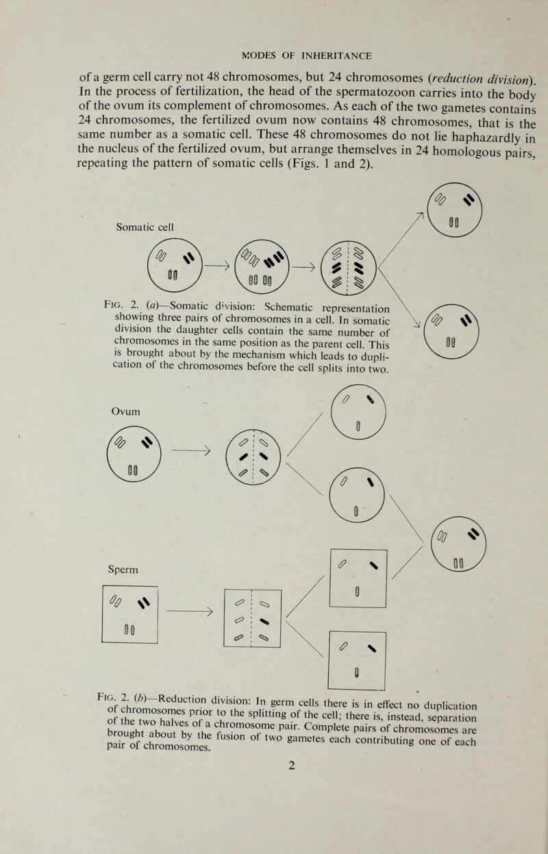 MODES OF INHERITANCE of a germ cell carry not 48 chromosomes, but 24 chromosomes {reduction division). In the process of fertilization, the head of the spermatozoon carries into the body of the ovum its complement of chromosomes. As each of the two gametes contains 24 chromosomes, the fertilized ovum now contains 48 chromosomes, that is the same number as a somatic cell. These 48 chromosomes do not lie haphazardly in the nucleus of the fertilized ovum, but arrange themselves in 24 homologous pairs, repeating the pattern of somatic cells (Figs. 1 and 2). Somatic cell w Fig. 2. {a)—Somatic division: Schematic representation showing three pairs of chromosomes in a cell. In somatic division the daughter cells contain the same number of chromosomes in the same position as the parent cell. This is brought about by the mechanism which leads to dupli¬ cation of the chromosomes before the cell splits into two. Ovum Ч1!У -> Sperm Fig. 2. (6) Reduction division: In germ cells there is in effect no duplication of chromosomes prior to the splitting of the cell; there is, instead, separation of the two halves of a chromosome pair. Complete pairs of chromosomes are brought about by the fusion of two gametes each contributing one of each pair of chromosomes.