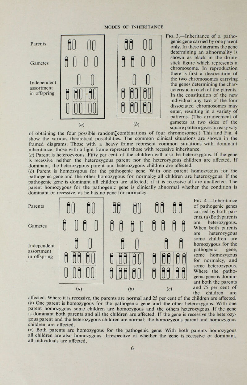 MODES OF INHERITANCE Parents Gametes Independent assortment in offspring ib) Fig. 3.—Iniieritance of a patho¬ genic gene carried by one parent only. In these diagrams the gene determining an abnormality is shown as black in the drum¬ stick figure which represents a chromosome. In reproduction there is first a dissociation of the two chromosomes carrying the genes determining the char¬ acteristic in each of the parents. In the constitution of the new individual any two of the four dissociated chromosomes may enter, resulting in a variety of patterns. (The arrangement of gametes at two sides of the square pattern gives an easy way of obtaining the four possible random^combinations of four chromosomes.) This and Fig. 4 show the various theoretical possibilities. The common clinical situations are shown in the framed diagrams. Those with a heavy frame represent common situations with dominant inheritance; those with a light frame represent those with recessive inheritance. (я) Parent is heterozygous. Fifty per cent of the children will also be heterozygous. If the gene is recessive neither the heterozygous parent nor the heterozygous children are affected. If dominant, the heterozygous parent and heterozygous children are affected. {h) Parent is homozygous for the pathogenic gene. With one parent homozygous for the pathogenic gene and the other homozygous for normalcy all children are heterozygous. If the pathogenic gene is dominant all children are affected; if it is recessive all are unaffected. The parent homozygous for the pathogenic gene is clinically abnormal whether the condition is dominant or recessive, as he has no gene for normalcy. Fig. 4.—Inheritance of pathogenic genes carried by both par¬ ents. (a) Both parents are heterozygous. When both parents are heterozygous some children are homozygous for the pathogenic gene, some homozygous for normalcy, and some heterozygous. Where the patho¬ genic gene is domin¬ ant both the parents and 75 per cent of the children are Parents Gametes Independent assortment in offspring 9 9 0 9 0 0 0 0 00 9 9 9 90 9 9 0 Ф) (c) affected. Where it is recessive, the parents are normal and 25 per cent of the children are affected. {b) One parent is homozygous for the pathogenic gene and the other heterozygous. With one parent homozygous some children are homozygous and the others heterozygous. If the gene is dominant both parents and all the children are affected. If the gene is recessive the heterozy¬ gous parent and the heterozygous children are normal; the homozygous parent and homozygous children are affected. (c) Both parents are homozygous for the pathogenic gene. With both parents homozygous all children are also homozygous. Irrespective of whether the gene is recessive or dominant, all individuals are affected. 6
