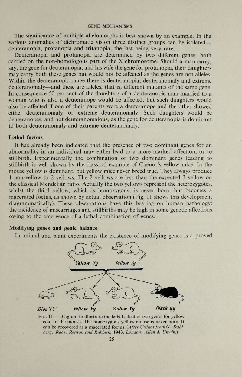 GENE MECHANISMS The significance of multiple allelomorphs is best shown by an example. In the various anomalies of dichromatic vision three distinct groups can be isolated— deuteranopia, protanopia and tritanopia, the last being very rare. Deuteranopia and protanopia are determined by two different genes, both carried on the non-homologous part of the X chromosome. Should a man carry, say, the gene for deuteranopia, and his wife the gene for protanopia, their daughters may carry both these genes but would not be affected as the genes are not alleles. Within the deuteranopic range there is deuteranopia, deuteranomaly and extreme deuteranomaly—and these are alleles, that is, diff'erent mutants of the same gene. In consequence 50 per cent of the daughters of a deuteranopic man married to a woman who is also a deuteranope would be affected, but such daughters would also be affected if one of their parents were a deuteranope and the other showed either deuteranomaly or extreme deuteranomaly. Such daughters would be deuteranopes, and not deuteranomalous, as the gene for deuteranopia is dominant to both deuteranomaly and extreme deuteranomaly. Lethal factors It has already been indicated that the presence of two dominant genes for an abnormality in an individual may either lead to a more marked affection, or to stillbirth. Experimentally the combination of two dominant genes leading to stillbirth is well shown by the classical example of Cuénot's yellow mice. In the mouse yellow is dominant, but yellow mice never breed true. They always produce 1 non-yellow to 2 yellows. The 2 yellows are less than the expected 3 yellow on the classical Mendelian ratio. Actually the two yellows represent the heterozygotes, whilst the third yellow, which is homozygous, is never born, but becomes a macerated foetus, as shown by actual observation (Fig. 11 shows this development diagrammatically). These observations have this bearing on human pathology: the incidence of miscarriages and stillbirths may be high in some genetic affections owing to the emergence of a lethal combination of genes. Modifying genes and genie balance In animal and plant experiments the existence of modifying genes is a proved Dies Y Y Yellow Yy Yelloiv Yij Black ij¡j Fig. 11.—Diagram to illustrate the lethal effect of two genes for yellow coat in the mouse. The homozygous yellow mouse is never born. It can be recovered as a macerated foetus. {After Cuénot from G. Dahl- berg. Race, Reason and Rubbish, 1943. London; Allen & Unwind 25