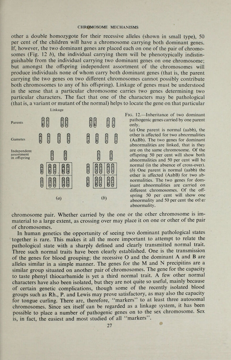 ì CHROMOSOME MECHANISMS Other a double homozygote for their recessive alleles (shown in small type), 50 per cent of the children will have a chromosome carrying both dominant genes. If, however, the two dominant genes are placed each on one of the pair of chromo¬ somes (Fig. 12 b), the individual carrying them will be phenotypically indistin¬ guishable from the individual carrying two dominant genes on one chromosome; but amongst the offspring independent assortment of the chromosomes will produce individuals none of whom carry both dominant genes (that is, the parent carrying the two genes on two different chromosomes cannot possibly contribute both chromosomes to any of his offspring). Linkage of genes must be understood in the sense that a particular chromosome carries two genes determining two particular characters. The fact that one of the characters may be pathological (that is, a variant or mutant of the normal) helps to locate the gene on that particular G. 12.—Inheritance of two dominant patiiogenic genes carried by one parent only. (а) One parent is normal (aabb), the other is affected for two abnormalities (AaBb). The two genes for dominant abnormalities are linked, that is they are on the same chromosome. Of the offspring 50 per cent will show both abnormalities and 50 per cent will bs normal (in the absence of cross-over). (б) One parent is normal (aabb) the other is affected (AabB) for two ab¬ normalities. The two genes for dom¬ inant abnormalities are carried on different chromosomes. Of the off¬ spring 50 per cent will show one abnormality and 50 per cent the other abnormality. chromosome pair. Whether carried by the one or the other chromosome is im¬ material to a large extent, as crossing over may place it on one or other of the pair of chromosomes. In human genetics the opportunity of seeing two dominant pathological states together is rare. This makes it all the more important to attempt to relate the pathological state with a sharply defined and clearly transmitted normal trait. Three such normal traits have been clearly established. One is the transmission of the genes for blood grouping; the recessive О and the dominant A and В are alleles similar in a simple manner. The genes for the M and N precipitins are a similar group situated on another pair of chromosomes. The gene for the capacity to taste phenyl thiocarbamide is yet a third normal trait. A few other normal characters have also been isolated, but they are not quite so useful, mainly because of certain genetic complications, though some of the recently isolated blood groups such as Rh., P. and Lewis may prove satisfactory, as may also the capacity for tongue curling. There are, therefore, markers to at least three autosomal chromosomes. Since sex itself can be regarded as a linkage system, it has been possible to place a number of pathogenic genes on to the sex chromosome. Sex is, in fact, the easiest and most studied of all markers. Parents Linkage Fl Gametes Independent assortment in offspring (a) (b)