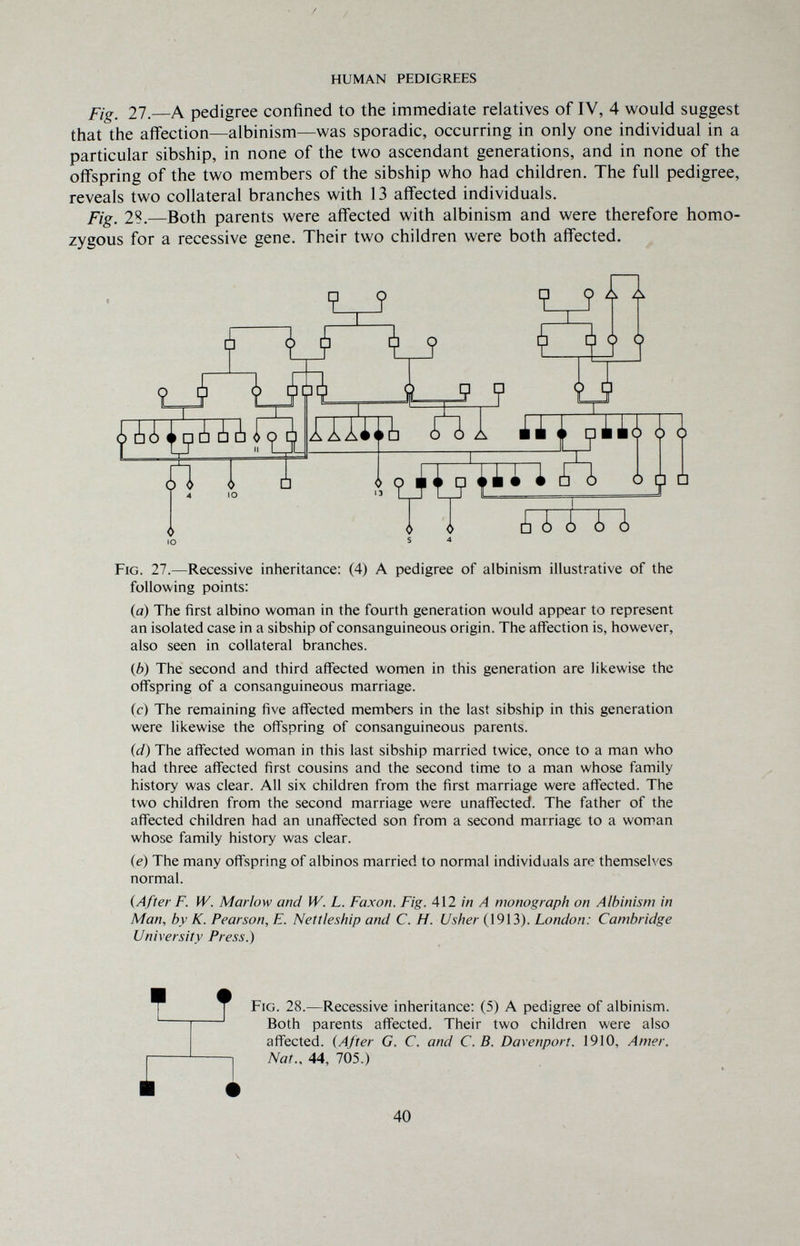 / HUMAN PEDIGREES fig 27.—A pedigree confined to the immediate relatives of IV, 4 would suggest that the affection—albinism—was sporadic, occurring in only one individual in a particular sibship, in none of the two ascendant generations, and in none of the offspring of the two members of the sibship who had children. The full pedigree, reveals two collateral branches with 13 affected individuals. Fig. 28.—Both parents were affected with albinism and were therefore homo¬ zygous for a recessive gene. Their two children were both affected. following points: (а) The first albino woman in the fourth generation would appear to represent an isolated case in a sibship of consanguineous origin. The affection is, however, also seen in collateral branches. (б) The second and third affected women in this generation are likewise the offspring of a consanguineous marriage. (c) The remaining five affected members in the last sibship in this generation were likewise the offspring of consanguineous parents. id) The affected woman in this last sibship married twice, once to a man who had three affected first cousins and the second time to a man whose family history was clear. All six children from the first marriage were affected. The two children from the second marriage were unaffected. The father of the affected children had an unaffected son from a second marriage to a woman whose family history was clear. (e) The many offspring of albinos married to normal individuals are themselves normal. {After F. W. Marlow and W. L. Faxon. Fig. 412 in A monograph on Albinism in Man, by K. Pearson, E. Nettleship and C. H. Usher (1913). London: Cambridge University Press.) TT Fig. 28.—Recessive inheritance: (5) A pedigree of albinism. Both parents affected. Their two children were also affected. {After G. C. and C. B. Davenport. 1910, Amer. Nat., 44, 705.) 40