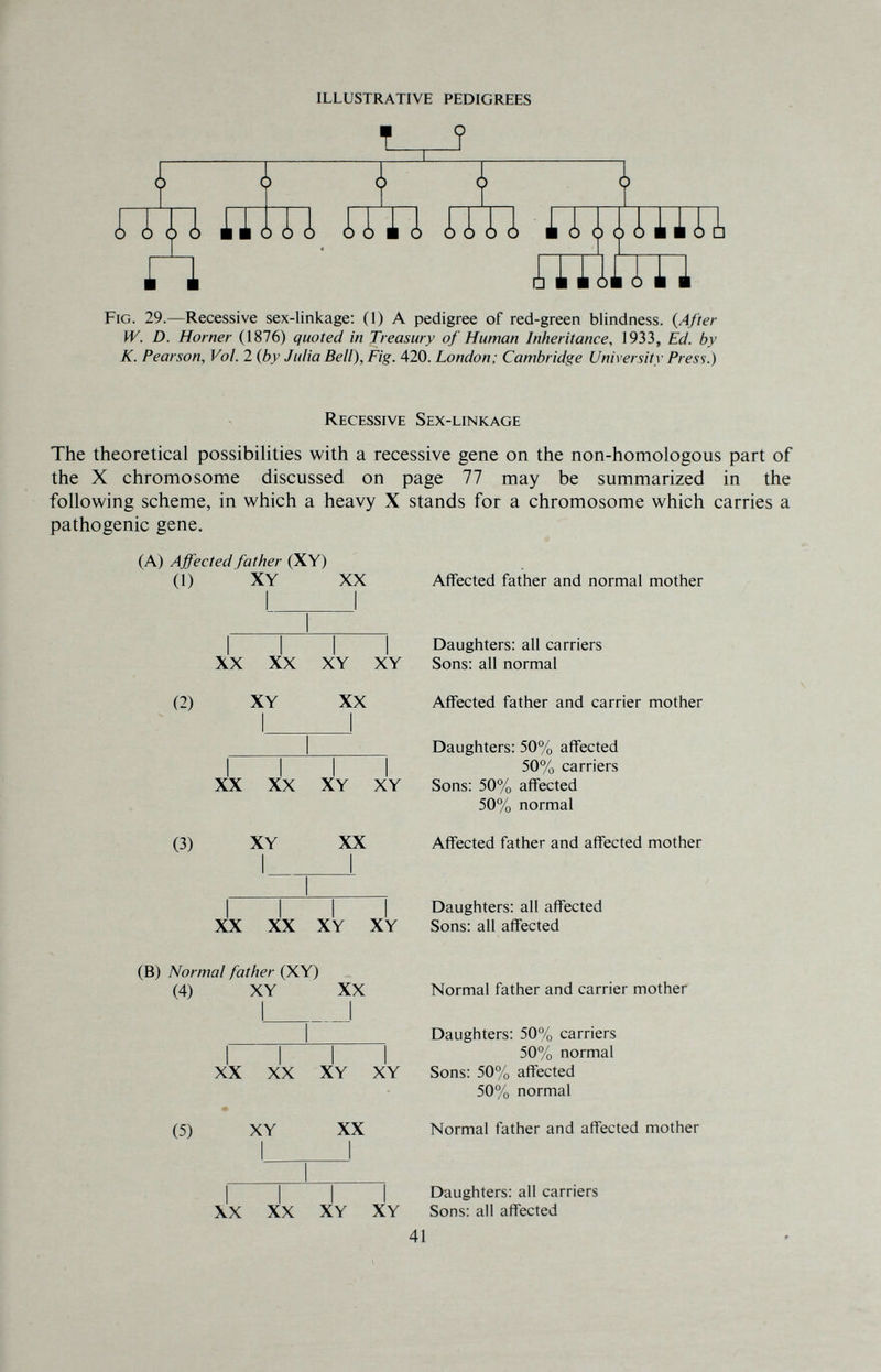 ILLUSTRATIVE PEDIGREES { f f Г пр, ШП Ш1 ÍITl lAljUlU ri raiím Fig. 29.—Recessive sex-linkage: (1) A pedigree of red-green blindness. {After W. D. Homer (1876) quoted in Treasury of Human Inheritance, 1933, Ed. by K. Pearson, Vol. 2 {by Julia Bell), Fig. 420. London; Cambridge University Press.) Recessive Sex-linkage The theoretical possibiHties with a recessive gene on the non-homologous part of the X chromosome discussed on page 77 may be summarized in the following scheme, in which a heavy X stands for a chromosome which carries a pathogenic gene. (A) Affected father (XY) (1) ' XY XX (3) (2) XX XX XY XY XY XX XX XX XY XY XY XX XX XX XY XY Affected father and normal mother Daughters: all carriers Sons: all normal Affected father and carrier mother Daughters: 50% affected 50% carriers Sons: 50% affected 50% normal Affected father and affected mother Daughters: all affected Sons: all affected (B) Normal father (XY) (4) XY XX (5) XX XX XY XY XY XX Normal father and carrier mother Daughters: 50% carriers 50% normal Sons: 50% affected 50% normal Normal father and affected mother I I I I Daughters: all carriers XX XX XY XY Sons: all affected 41