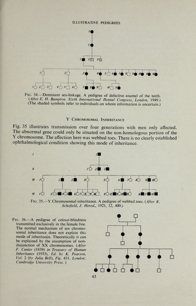 illustrative pedigrees /Л /Й ¡5 4i 7¿ 9¿ I0¿ /4 12^ -zi 5Í íá <í¿ Fig. 34.—Dominant sex-linkage. A pedigree of defective enamel of the teeth. (After E. H. Bampton. Sixth International Dental Congress, London, 1949.) (The shaded symbols refer to individuals on whom information is uncertain.) Y Chromosomal Inheritance Fig. 35 illustrates transmission over four generations with men only affected. The abnormal gene could only be situated on the non-homologous portion of the Y chromosome. The affection here was webbed toes. There is no clearly established ophthalmological condition showing this mode of inheritance. /// IV f6 /(5 ;ll зШ 7^ б ¡к 7¿ 9jk /0¿) /0 //0/Z¿5#15) /6Ш1/ ï^i Fig. 35.—Y Chromosomal inheritance. A pedigree of webbed toes. (After R. Schofield, J. Hered., 1921, 12, 400.) Fig. 36.—A pedigree of colour-blindness transmitted exclusively in the female line. The normal mechanism of sex chromo¬ somal inheritance does not explain this mode of inheritance. Theoretically it can be explained by the assumption of non¬ disjunction of XX chromosomes. (After F. Cunier (1839) in Treasury of Human Inheritance (1933), Ed. by K. Pearson, Vol. 2 (by Julia Bell), Fig. 431. London; Cambridge University Press. ) 43