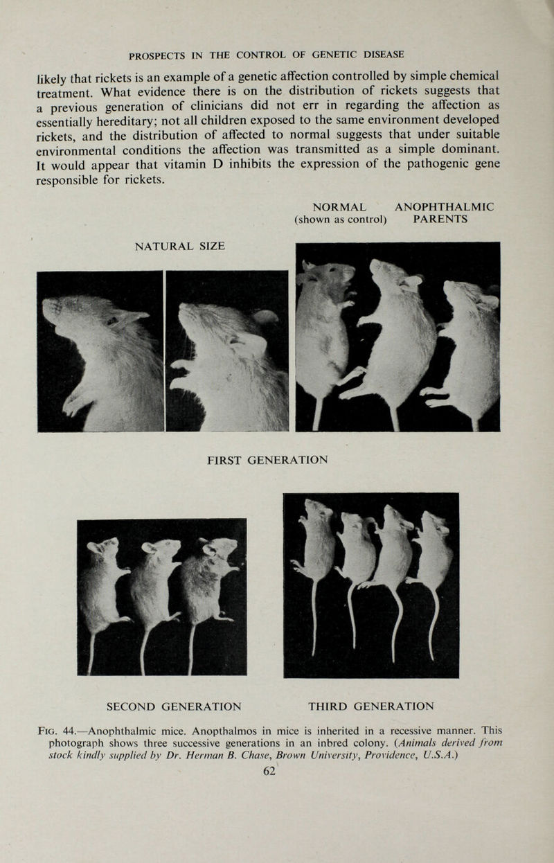PROSPECTS IN THE CONTROL OF GENETIC DISEASE likely that rickets is an example of a genetic affection controlled by simple chemical treatment. What evidence there is on the distribution of rickets suggests that a previous generation of clinicians did not err in regarding the affection as essentially hereditary; not all children exposed to the same environment developed rickets, and the distribution of affected to normal suggests that under suitable environmental conditions the affection was transmitted as a simple dominant. It would appear that vitamin D inhibits the expression of the pathogenic gene responsible for rickets. NORMAL ANOPHTHALMIC (shown as control) PARENTS FIRST GENERATION SECOND GENERATION THIRD GENERATION Fig. 44.—Anophthalmic mice. Anopthalmos in mice is inherited in a recessive manner. This photograph shows three successive generations in an inbred colony. {Animals derived from stock kindly supplied by Dr. Herman B. Chase, Brown University, Providence, U.S.A.) 62