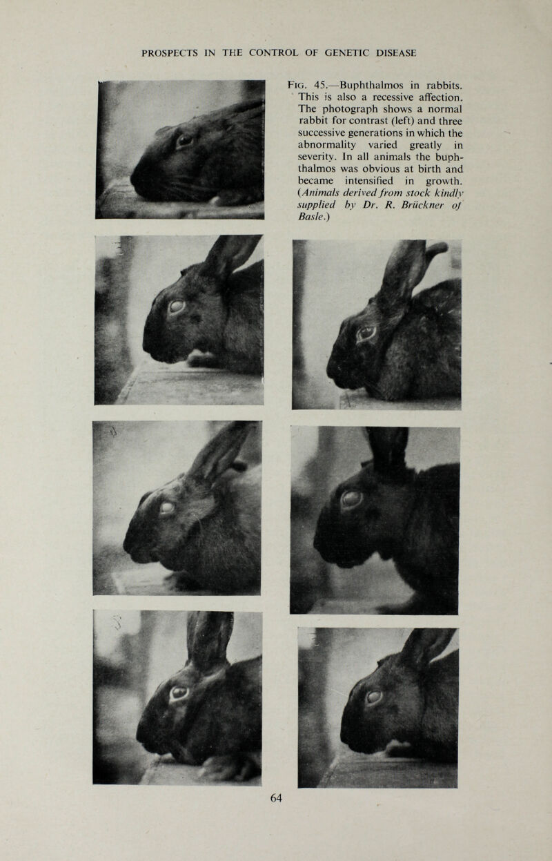 prospects in the control of genetic disease Fig. 45.—Buphthalmos in rabbits. This is also a recessive affection. The photograph shows a normal rabbit for contrast (left) and three successive generations in which the abnormality varied greatly in severity. In all animals the buph¬ thalmos was obvious at birth and became intensified in growth. {Animals derived from stock kindly supplied by Dr. R. Brückner of Basle.)
