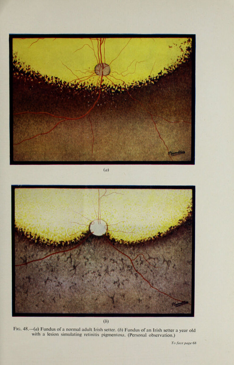 (я) ф) Fra. 48.—(à) Fundus of a normal adult Irish setter, (b) Fundus of an Irish setter a year old with a lesion simulating retinitis pigmentosa. (Personal observation.) To face page 68