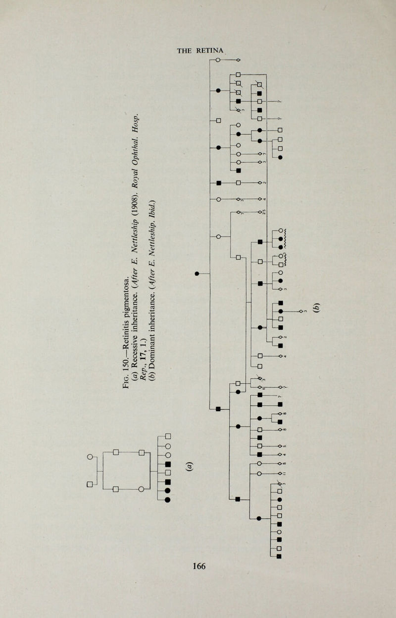 THE RETINA i-O о a <3 (< oo о o\ •S. -s: V-. С qj О О Ё S ЬО 5 il-s с о dì ^ J СЛ о «o P5 .& Í '*•«. -«M hj «D U С c3 <1> с с сЗ С ü í; s ^ о s Ol П О! L—□ СН f-a —о —о --□ 166