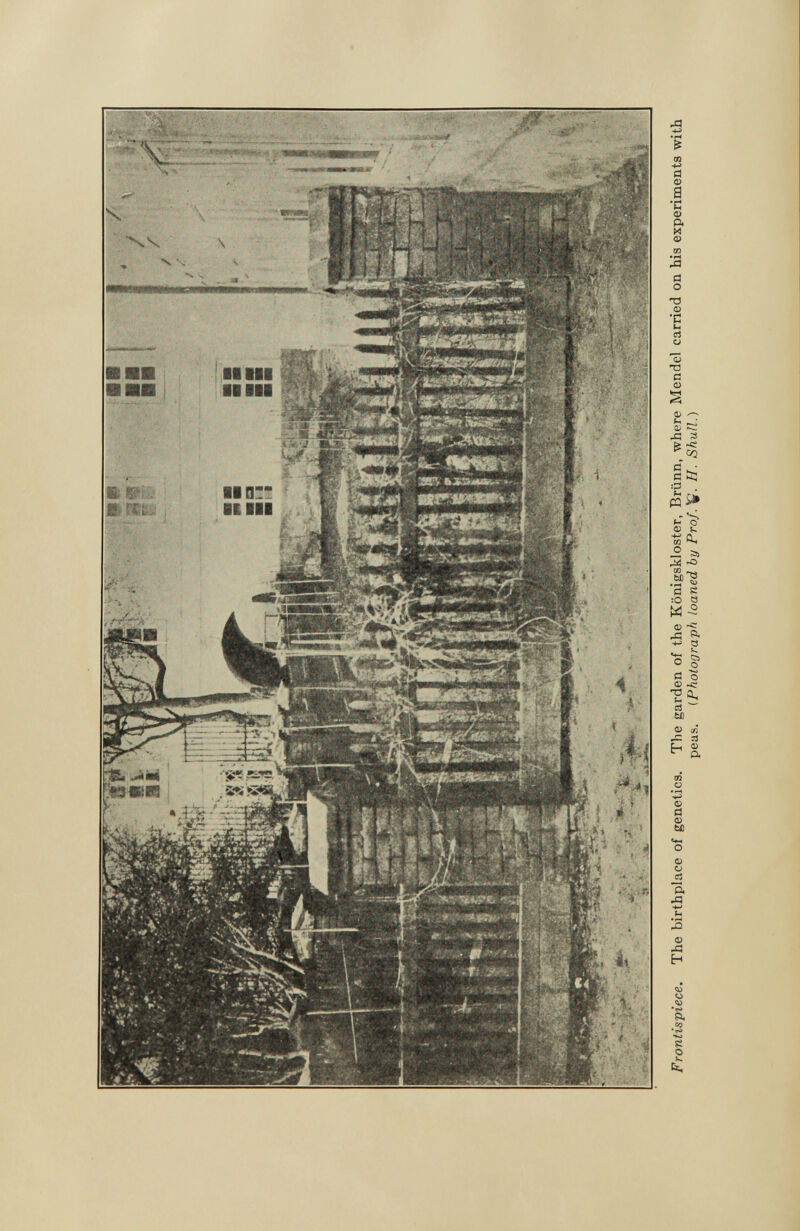 Frontispiece. The birthplace of genetics. The garden of the Königskloster, Brünn, where Mendel carried on his experiments with peas. ( Photograph loaned by Prof. V- H. Shull.)