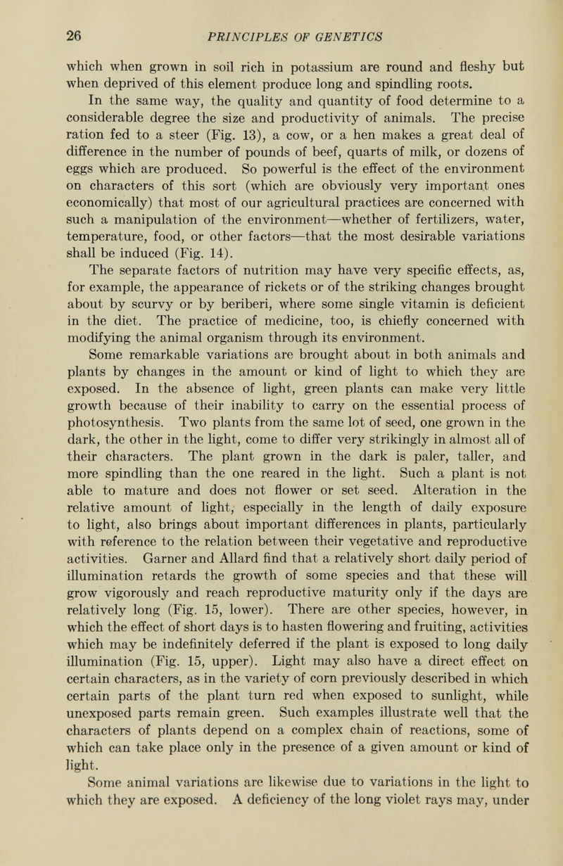 which when grown in soil rich in potassium are round and fleshy but when deprived of this element produce long and spindling roots. In the same way, the quality and quantity of food determine to a considerable degree the size and productivity of animals. The precise ration fed to a steer (Fig. 13), a cow, or a hen makes a great deal of difference in the number of pounds of beef, quarts of milk, or dozens of eggs which are produced. So powerful is the effect of the environment on characters of this sort (which are obviously very important ones economically) that most of our agricultural practices are concerned with such a manipulation of the environment—whether of fertilizers, water, temperature, food, or other factors—that the most desirable variations shall be induced (Fig. 14). The separate factors of nutrition may have very specific effects, as, for example, the appearance of rickets or of the striking changes brought about by scurvy or by beriberi, where some single vitamin is deficient in the diet. The practice of medicine, too, is chiefly concerned with modifying the animal organism through its environment. Some remarkable variations are brought about in both animals and plants by changes in the amount or kind of light to which they are exposed. In the absence of light, green plants can make very little growth because of their inability to carry on the essential process of photosynthesis. Two plants from the same lot of seed, one grown in the dark, the other in the light, come to differ very strikingly in almost all of their characters. The plant grown in the dark is paler, taller, and more spindling than the one reared in the light. Such a plant is not able to mature and does not flower or set seed. Alteration in the relative amount of light, especially in the length of daily exposure to light, also brings about important differences in plants, particularly with reference to the relation between their vegetative and reproductive activities. Garner and Allard find that a relatively short daily period of illumination retards the growth of some species and that these will grow vigorously and reach reproductive maturity only if the days are relatively long (Fig, 15, lower). There are other species, however, in which the effect of short days is to hasten flowering and fruiting, activities which may be indefinitely deferred if the plant is exposed to long daily illumination (Fig. 15, upper). Light may also have a direct effect on certain characters, as in the variety of corn previously described in which certain parts of the plant turn red when exposed to sunlight, while unexposed parts remain green. Such examples illustrate well that the characters of plants depend on a complex chain of reactions, some of which can take place only in the presence of a given amount or kind of light. Some animal variations are likewise due to variations in the light to which they are exposed. A deficiency of the long violet rays may, under