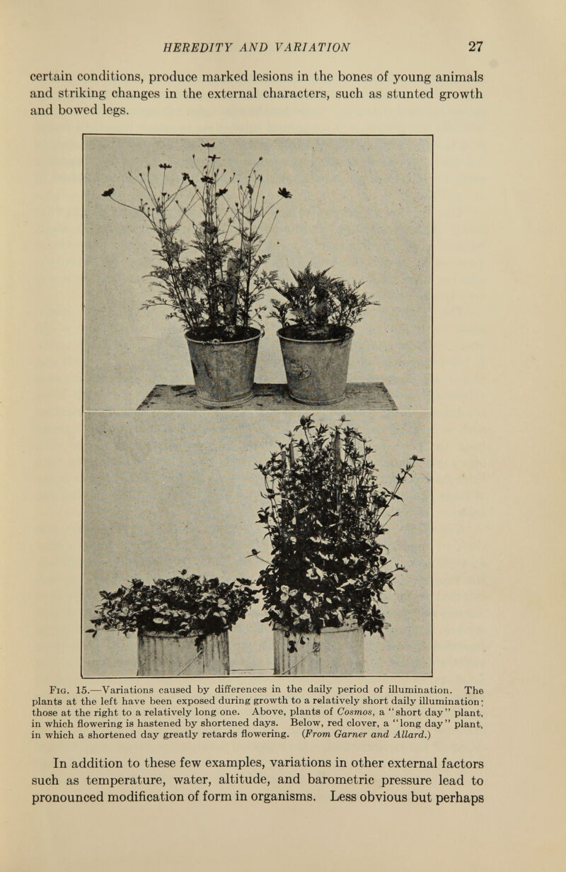 certain conditions, produce marked lesions in the bones of young animals and striking changes in the external characters, such as stunted growth and bowed legs. F ig . 15.—Variations caused by differences in the daily period of illumination. The plants at the left have been exposed during growth to a relatively short daily illumination; those at the right to a relatively long one. Above, plants of Cosmos, a short day plant, in which flowering is hastened by shortened days. Below, red clover, a long day plant, in which a shortened day greatly retards flowering. {From Garner and Allard.) In addition to these few examples, variations in other external factors such as temperature, water, altitude, and barometric pressure lead to pronounced modification of form in organisms. Less obvious but perhaps