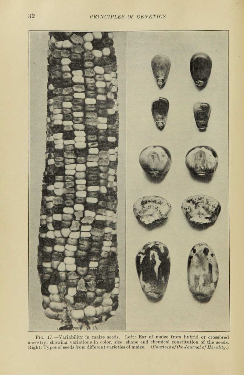 Fig. 17. —Variability in maize seeds. Left: Ear of maize from hybrid or crossbred ancestry, showing variations in color, size, shape and chemical constitution of the seeds. Right : Types of seeds from different varieties of maize. ( Courtesy of the Journal of Heredity.)