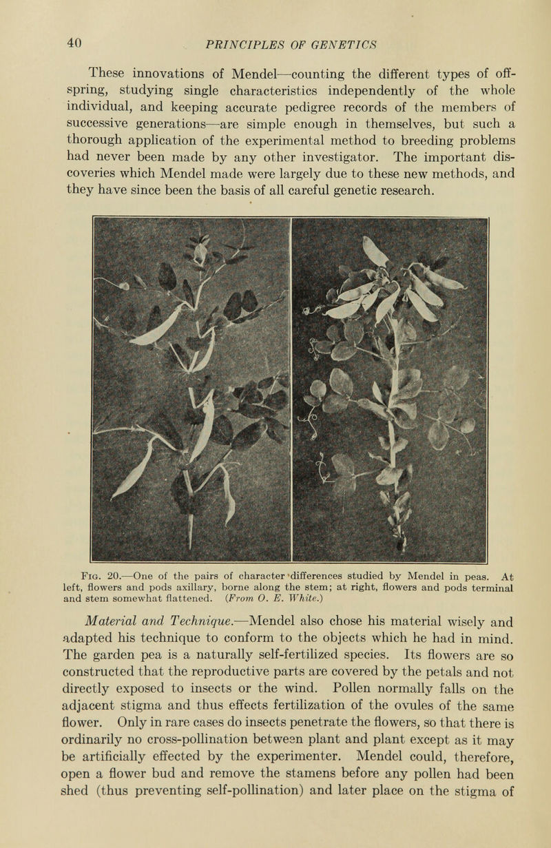 These innovations of Mendel—counting the different types of off spring, studying single characteristics independently of the whole individual, and keeping accurate pedigree records of the members of successive generations—are simple enough in themselves, but such a thorough application of the experimental method to breeding problems had never been made by any other investigator. The important dis coveries which Mendel made were largely due to these new methods, and they have since been the basis of all careful genetic research. Fig. 20. —One of the pairs of character differences studied by Mendel in peas. At left, flowers and pods axillary, borne along the stem; at right, flowers and pods terminal and stem somewhat flattened. ( From O. E. White.) Material and Technique. —Mendel also chose his material wisely and adapted his technique to conform to the objects which he had in mind. The garden pea is a naturally self-fertilized species. Its flowers are so constructed that the reproductive parts are covered by the petals and not directly exposed to insects or the wind. Pollen normally falls on the adjacent stigma and thus effects fertilization of the ovules of the same flower. Only in rare cases do insects penetrate the flowers, so that there is ordinarily no cross-pollination between plant and plant except as it may be artificially effected by the experimenter. Mendel could, therefore, open a flower bud and remove the stamens before any pollen had been shed (thus preventing self-pollination) and later place on the stigma of