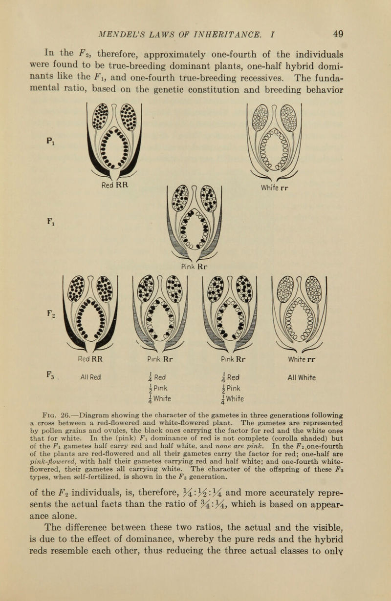 In the F 2 , therefore, approximately one-fourth of the individuals were found to be true-breeding dominant plants, one-half hybrid domi nants like the F l} and one-fourth true-breeding récessives. The funda mental ratio, based on the genetic constitution and breeding behavior P. Red RR F, Whife rr Red RR Pink Rr Pink Rr White rr All Red 1 Red 2 Pink ¿White ¿Red 2 Pink ¿White All White Fig . 26.—Diagram showing the character of the gametes in three generations following a cross between a red-flowered and white-flowered plant. The gametes are represented by pollen grains and ovules, the black ones carrying the factor for red and the white ones that for white. In the (pink) F i dominance of red is not complete (corolla shaded) but of the Fi gametes half carry red and half white, and none are pink. In the Fz one-fourth of the plants are red-flowered and all their gametes carry the factor for red; one-half are pink-flowered, with half their gametes carrying red and half white; and one-fourth white- flowered, their gametes all carrying white. The character of the offspring of these F2 types, when self-fertilized, is shown in the F3 generation. of the F2 individuals, is, therefore, 34 : M : Vk and more accurately repre sents the actual facts than the ratio of % : 34, which is based on appear ance alone. The difference between these two ratios, the actual and the visible, is due to the effect of dominance, whereby the pure reds and the hybrid reds resemble each other, thus reducing the three actual classes to only