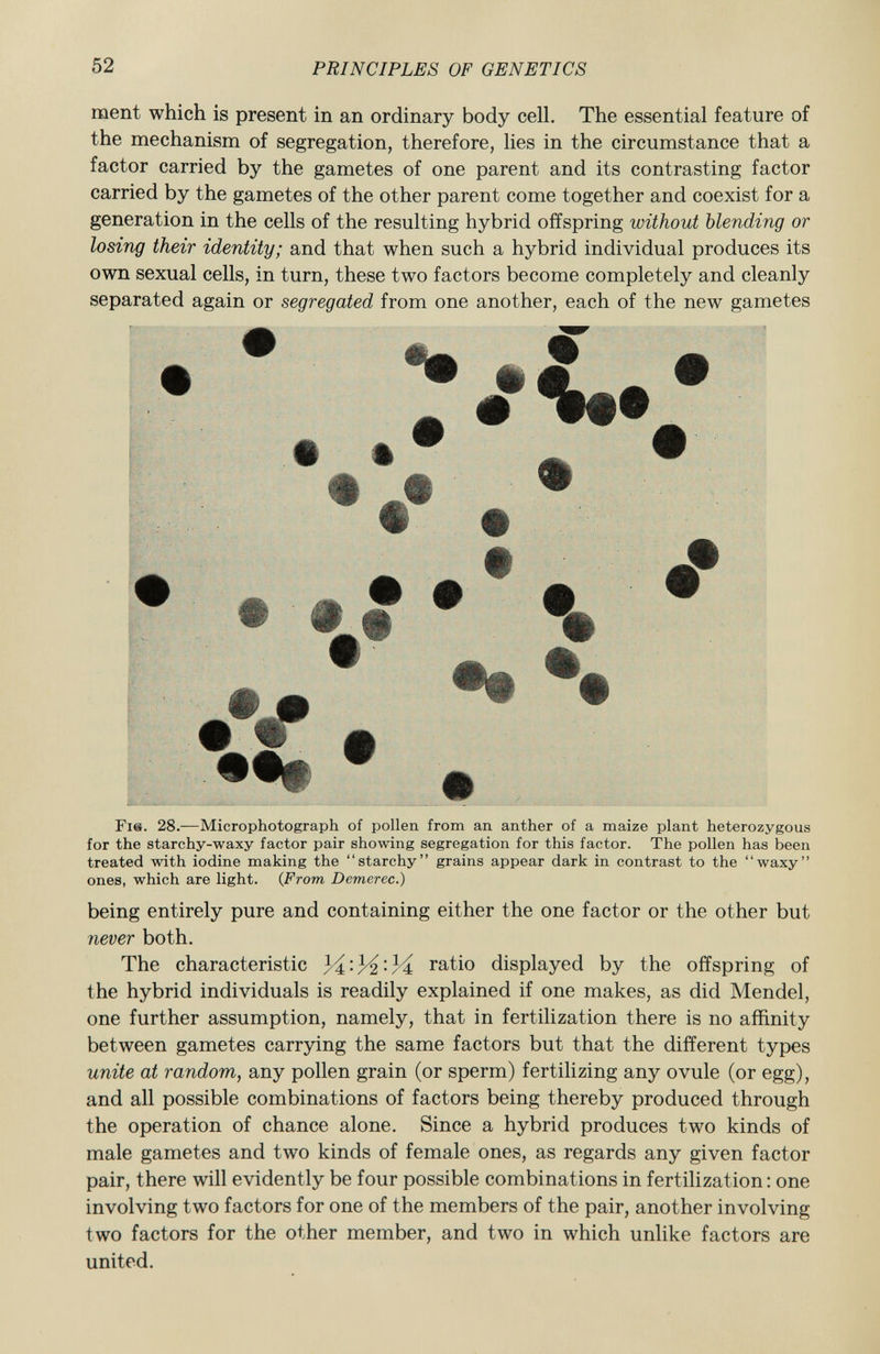 ment which is present in an ordinary body cell. The essential feature of the mechanism of segregation, therefore, lies in the circumstance that a factor carried by the gametes of one parent and its contrasting factor carried by the gametes of the other parent come together and coexist for a generation in the cells of the resulting hybrid offspring without blending or losing their identity; and that when such a hybrid individual produces its own sexual cells, in turn, these two factors become completely and cleanly separated again or segregated from one another, each of the new gametes • » * it « • % • • # # •V# •m % F ig . 28. —Microphotograph of pollen from an anther of a maize plant heterozygous for the starchy-waxy factor pair showing segregation for this factor. The pollen has been treated with iodine making the starchy grains appear dark in contrast to the waxy ones, which are light. ( From Demerec.) being entirely pure and containing either the one factor or the other but never both. The characteristic ratio displayed by the offspring of the hybrid individuals is readily explained if one makes, as did Mendel, one further assumption, namely, that in fertilization there is no affinity between gametes carrying the same factors but that the different types unite at random , any pollen grain (or sperm) fertilizing any ovule (or egg), and all possible combinations of factors being thereby produced through the operation of chance alone. Since a hybrid produces two kinds of male gametes and two kinds of female ones, as regards any given factor pair, there will evidently be four possible combinations in fertilization: one involving two factors for one of the members of the pair, another involving two factors for the other member, and two in which unlike factors are united.