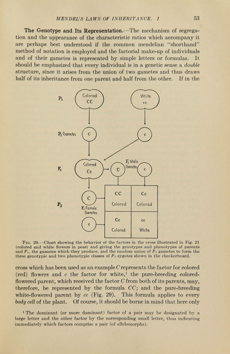 The Genotype and Its Representation. —The mechanism of segrega tion and the appearance of the characteristic ratios which accompany it are perhaps best understood if the common mendelian shorthand method of notation is employed and the factorial make-up of individuals and of their gametes is represented by simple letters or formulas. It should be emphasized that every individual is in a genetic sense a double structure, since it arises from the union of two gametes and thus draws half of its inheritance from one parent and half from the other. If in the P. I Colored \ vlj Pi 6ametes F. F] Male Gametes/ \ cc Cc ( c r f 2 Vly Colored Colored F, Female Gametes Cc cc ( ° ) ' Colored White F ig. 29. —Chart showing the behavior of the factors in the cross illustrated in Fig. 21 (colored and white flowers in peas) and giving the genotypes and phenotypes of parents and Fi, the gametes which they produce, and the random union of F i gametes to form the three genotypic and two phenotypic classes of F2 zygotes shown in the checkerboard. cross which has been used as an example C represents the factor for colored (red) flowers and c the factor for white, 1 the pure-breeding colored- flowered parent, which received the factor C from both of its parents, may, therefore, be represented by the formula CC; and the pure-breeding white-flowered parent by cc (Fig. 29). This formula applies to every body cell of the plant. Of course, it should be borne in mind that here only 1 The dominant (or more dominant) factor of a pair may be designated by a large letter and the other factor by the corresponding small letter, thus indicating immediately which factors comprise a pair (of allelomorphs).