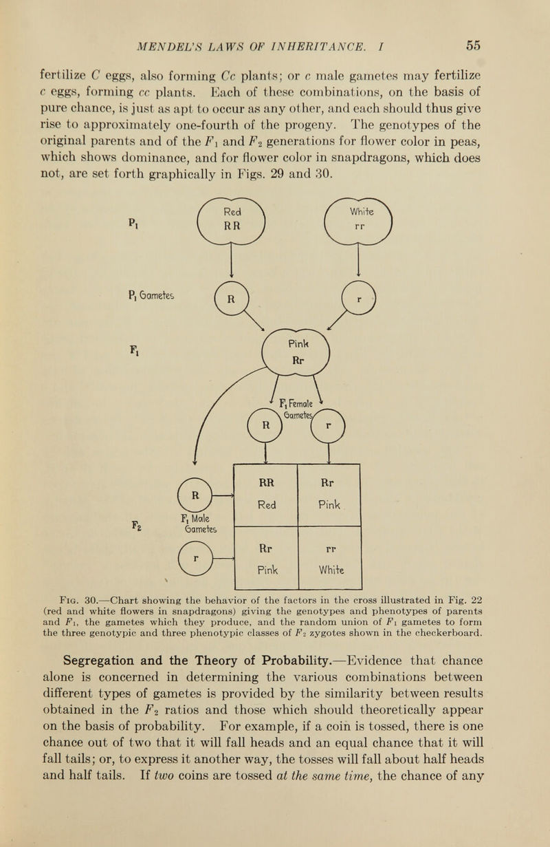 fertilize C eggs, also forming Cc plants; or c male gametes may fertilize c eggs, forming cc plants. Each of these combinations, on the basis of pure chance, is just as apt to occur as any other, and each should thus give rise to approximately one-fourth of the progeny. The genotypes of the original parents and of the F\ and F 2 generations for flower color in peas, which shows dominance, and for flower color in snapdragons, which does not, are set forth graphically in Figs. 29 and 30. P, Gametes *i F, Female f \ Gametes/' \ R F, Male èame+es RR Rr Red Pink Rr rr Pink Whita F ig. 30. —Chart showing the behavior of the factors in the cross illustrated in Fig. 22 (red and white flowers in snapdragons) giving the genotypes and phenotypes of parents and Fi, the gametes which they produce, and the random union of F i gametes to form the three genotypic and three phenotypic classes of F2 zygotes shown in the checkerboard. Segregation and the Theory of Probability. —Evidence that chance alone is concerned in determining the various combinations between different types of gametes is provided by the similarity between results obtained in the F 2 ratios and those which should theoretically appear on the basis of probability. For example, if a coin is tossed, there is one chance out of two that it will fall heads and an equal chance that it will fall tails; or, to express it another way, the tosses will fall about half heads and half tails. If two coins are tossed at the same time, the chance of any