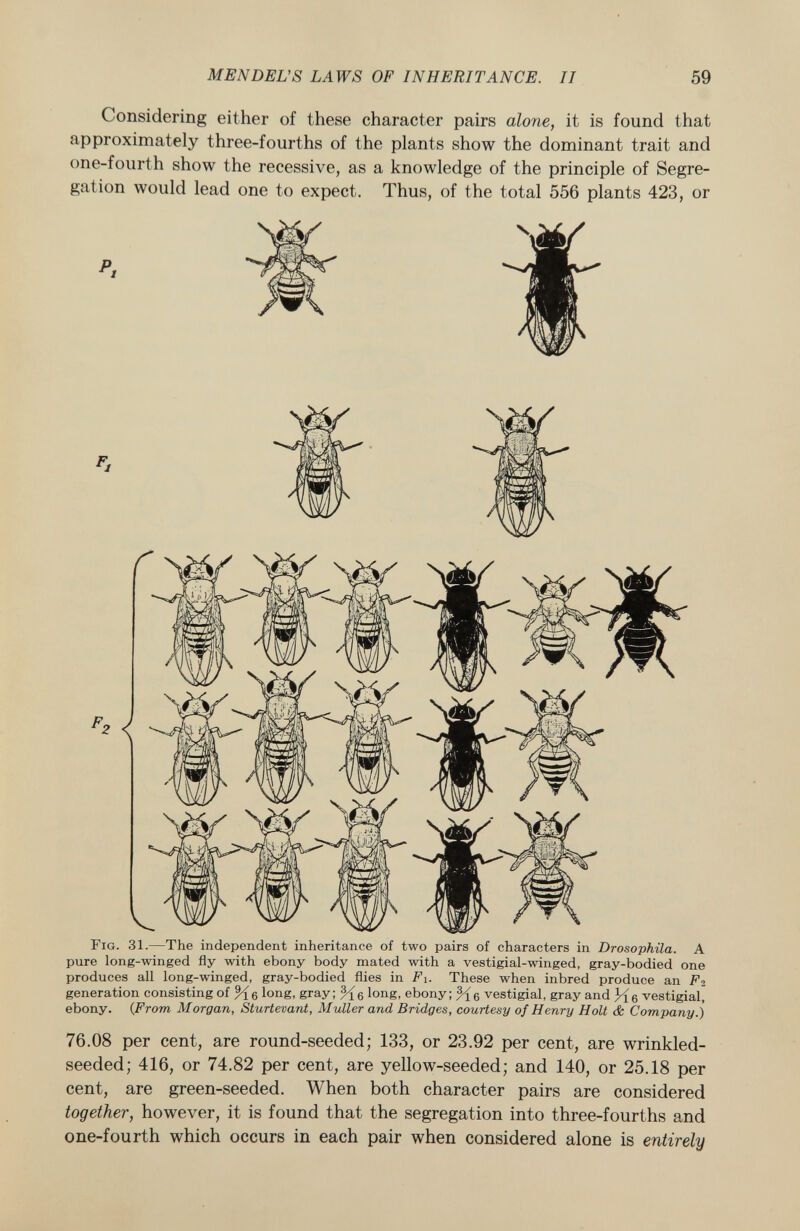 Considering either of these character pairs alone, it is found that approximately three-fourths of the plants show the dominant trait and one-fourth show the recessive, as a knowledge of the principle of Segre gation would lead one to expect. Thus, of the total 556 plants 423, or Fi F ig . 31. —The independent inheritance of two pairs of characters in Drosophila. A pure long-winged fly with ebony body mated with a vestigial-winged, gray-bodied one produces all long-winged, gray-bodied flies in F i. These when inbred produce an F 2 generation consisting of %6 long, gray; long, ebony; vestigial, gray and H6 vestigial, ebony. ( From Morgan, Sturtevant, Müller and Bridges, courtesy of Henry Holt & Company.) 76.08 per cent, are round-seeded; 133, or 23.92 per cent, are wrinkled- seeded; 416, or 74.82 per cent, are yellow-seeded; and 140, or 25.18 per cent, are green-seeded. When both character pairs are considered together, however, it is found that the segregation into three-fourths and one-fourth which occurs in each pair when considered alone is entirely