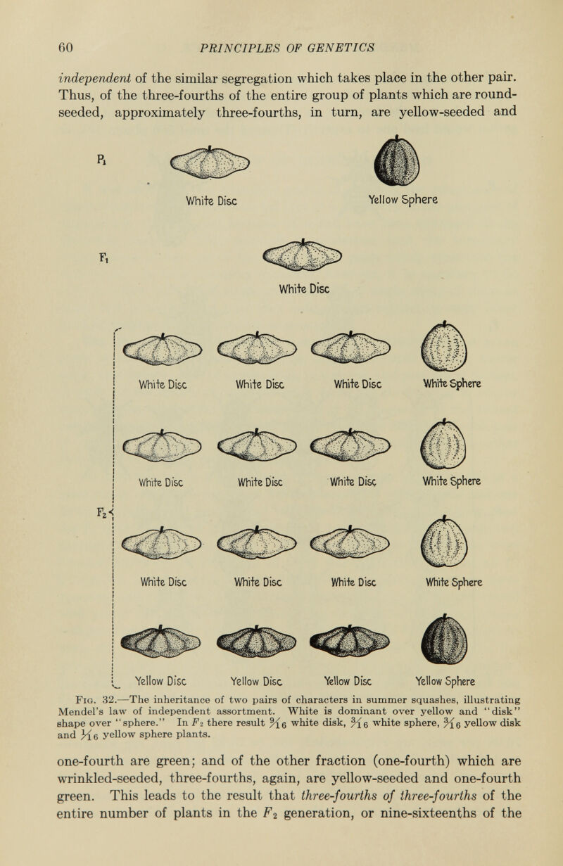 independent of the similar segregation which takes place in the other pair. Thus, of the three-fourths of the entire group of plants which are round- seeded, approximately three-fourths, in turn, are yellow-seeded and White Disc Yellow Sphere White Disc White Disc 'j M —' White Disc White Disc White Sphere White Disc White Disc White Disc White Sphere Tz< White Disc White Disc White Disc White Sphere Yellow Disc Yellow Disc Yellow Disc Yellow Sphere F ig . 32. —The inheritance of two pairs of characters in summer squashes, illustrating Mendel's law of independent assortment. White is dominant over yellow and disk shape over sphere. In F2 there result %6 white disk, white sphere, yellow disk and 3^L6 yellow sphere plants. one-fourth are green; and of the other fraction (one-fourth) which are wrinkled-seeded, three-fourths, again, are yellow-seeded and one-fourth green. This leads to the result that three-fourths of three-fourths of the entire number of plants in the F 2 generation, or nine-sixteenths of the