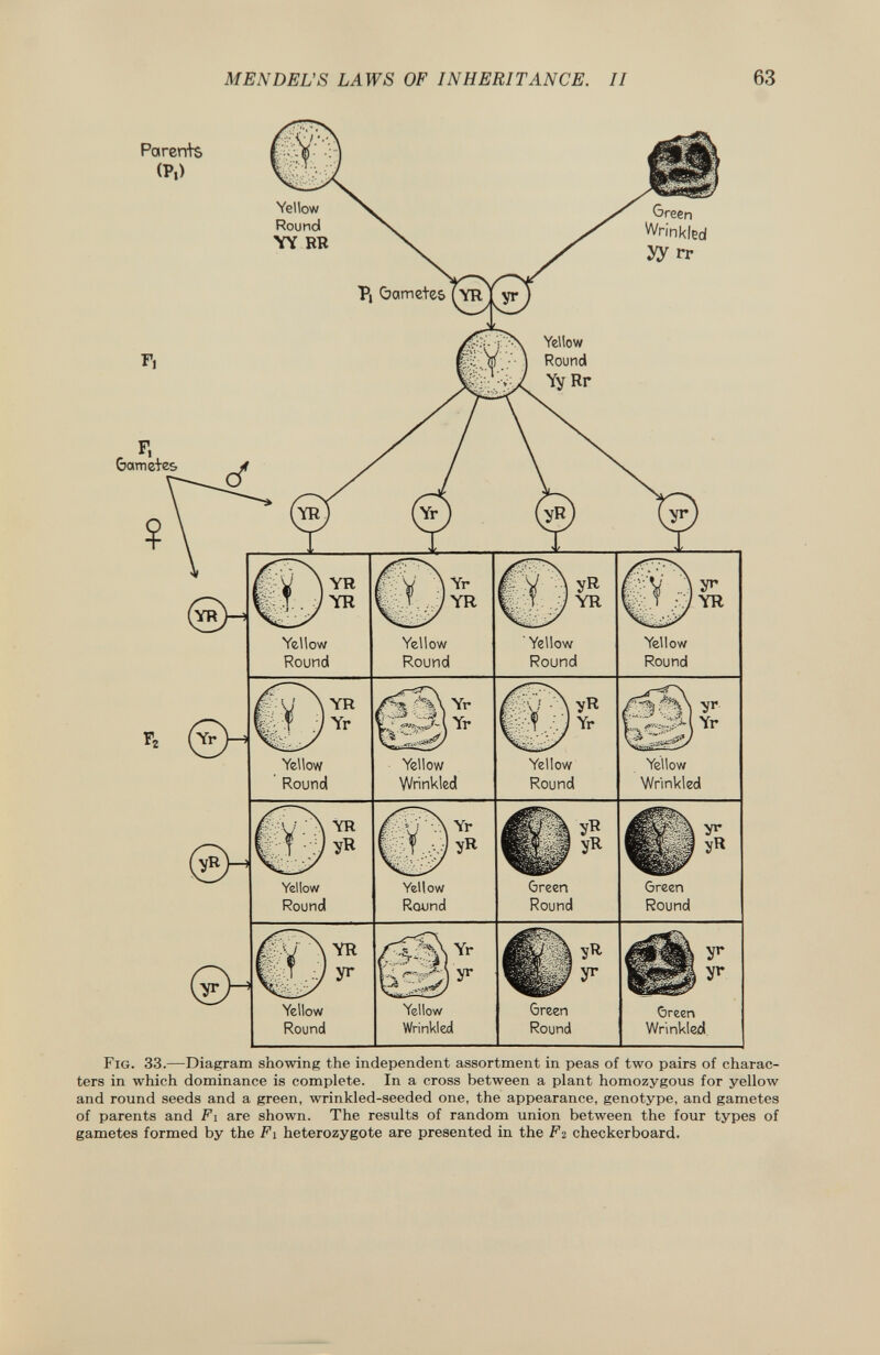 Parents (P.) Yellow Round YY RR Green Wrinkled yy rr P, Gametes ( yr F, F, Gametes Yellow Round Yy Rr ©- ©-> yr ft. . jyr ifvV r i 1. . j yr jRPV R w ?... j yr F v v ^ w » ..y yr. Yellow Round Yellow Round ' Yellow Round Yellow Round Yr Yellow Round /i^| Yr Yr Yellow Wrinkled fel. íj yr Yellow Round yr Yr xtrivñ't ^ Yellow Wrinkled yr u -vj y* Yellow Round Yellow Round Oreen Round Green Round fSi^ Yellow Round Yellow Wrinkled Green Round Green Wrinkled F ig . 33. —Diagram showing the independent assortment in peas of two pairs of charac ters in which dominance is complete. In a cross between a plant homozygous for yellow and round seeds and a green, wrinkled-seeded one, the appearance, genotype, and gametes of parents and F i are shown. The results of random union between the four types of gametes formed by the F i heterozygote are presented in the F 2 checkerboard.