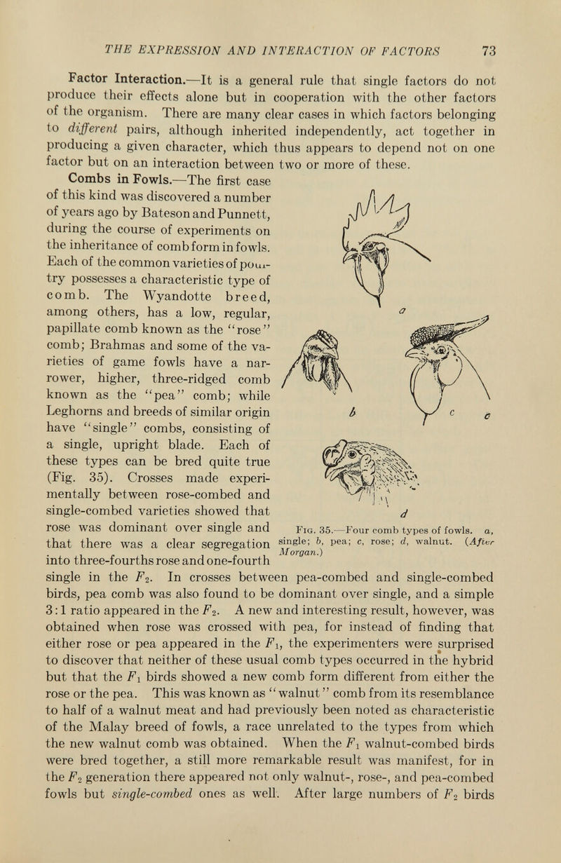Factor Interaction.—It is a general rule that single factors do not produce their effects alone but in cooperation with the other factors of the organism. There are many clear cases in which factors belonging to different pairs, although inherited independently, act together in producing a given character, which thus appears to depend not on one factor but on an interaction between two or more of these. Combs in Fowls.—The first case of this kind was discovered a number of years ago by Bateson and Punnett, during the course of experiments on the inheritance of comb form in fowls. Each of the common varieties of poul try possesses a characteristic type of comb. The Wyandotte breed, among others, has a low, regular, papillate comb known as the rose comb; Brahmas and some of the va rieties of game fowls have a nar rower, higher, three-ridged comb known as the pea comb; while Leghorns and breeds of similar origin have single combs, consisting of a single, upright blade. Each of these types can be bred quite true (Fig. 35). Crosses made experi mentally between rose-combed and single-combed varieties showed that rose was dominant over single and that there was a clear segregation into three-fourths rose and one-fourth single in the F 2 . In crosses between pea-combed and single-combed birds, pea comb was also found to be dominant over single, and a simple 3:1 ratio appeared in the F 2 . A new and interesting result, however, was obtained when rose was crossed with pea, for instead of finding that either rose or pea appeared in the F h the experimenters were surprised to discover that neither of these usual comb types occurred in the hybrid but that the Fi birds showed a new comb form different from either the rose or the pea. This was known as walnut  comb from its resemblance to half of a walnut meat and had previously been noted as characteristic of the Malay breed of fowls, a race unrelated to the types from which the new walnut comb was obtained. When the F x walnut-combed birds were bred together, a still more remarkable result was manifest, for in the F2 generation there appeared not only walnut-, rose-, and pea-combed fowls but single-combed ones as well. After large numbers of F 2 birds F ig. 35.—Four comb types of fowls, a, single; b, pea; c, rose; d, walnut. (After Morgan.)