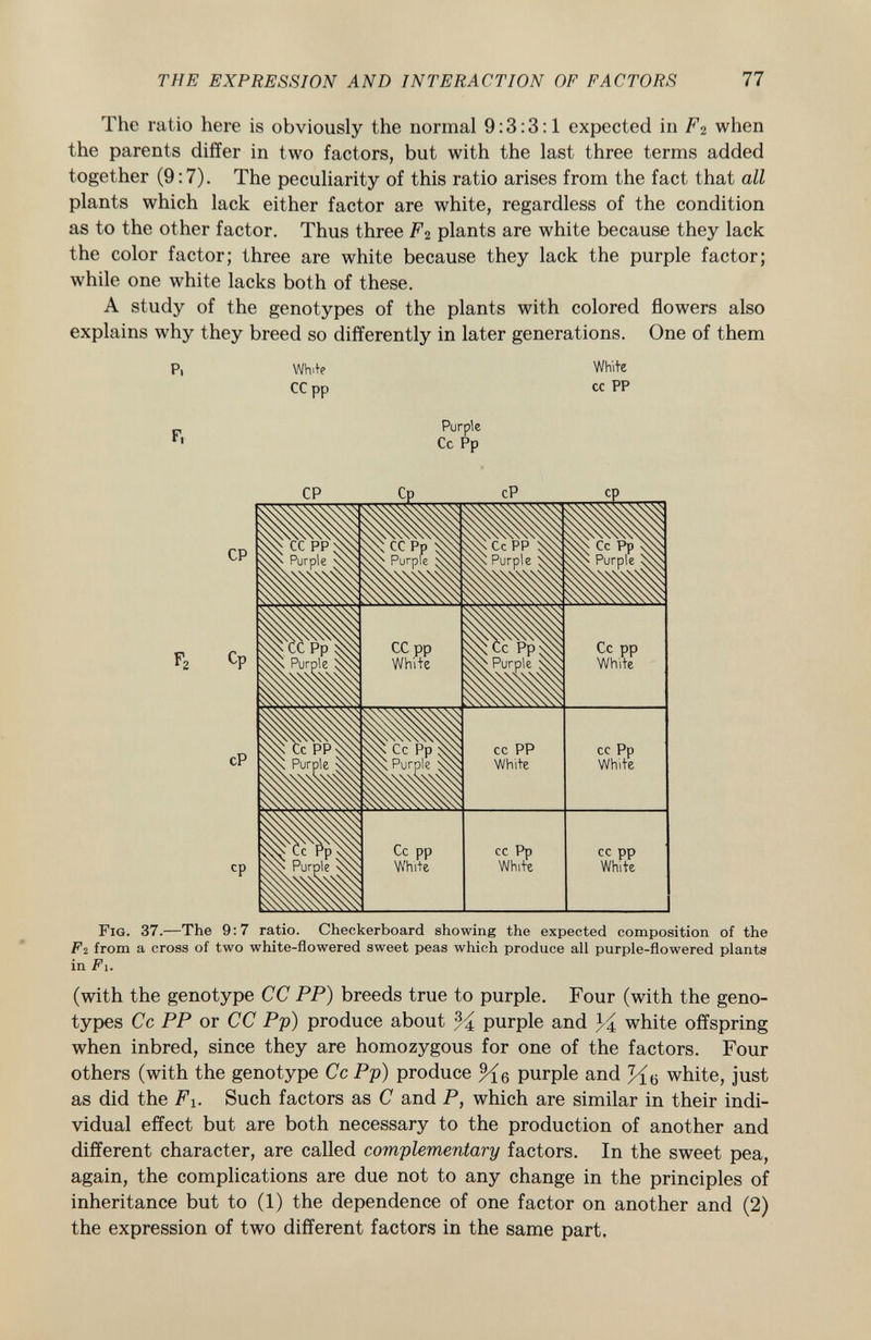The ratio here is obviously the normal 9:3:3:1 expected in F<¿ when the parents differ in two factors, but with the last three terms added together (9:7). The peculiarity of this ratio arises from the fact that all plants which lack either factor are white, regardless of the condition as to the other factor. Thus three F 2 plants are white because they lack the color factor; three are white because they lack the purple factor; while one white lacks both of these. A study of the genotypes of the plants with colored flowers also explains why they breed so differently in later generations. One of them P. F, White CC pp Purple Cc Pp White cc PP Fig. 37. —The 9:7 ratio. Checkerboard showing the expected composition of the F2 from a cross of two white-flowered sweet peas which produce all purple-flowered plants in Fi. (with the genotype CC PP) breeds true to purple. Four (with the geno types Cc PP or CC Pp) produce about % purple and 34 white offspring when inbred, since they are homozygous for one of the factors. Four others (with the genotype Cc Pp) produce % 6 purple and white, just as did the F x . Such factors as C and P, which are similar in their indi vidual effect but are both necessary to the production of another and different character, are called complementary factors. In the sweet pea, again, the complications are due not to any change in the principles of inheritance but to (1) the dependence of one factor on another and (2) the expression of two different factors in the same part.