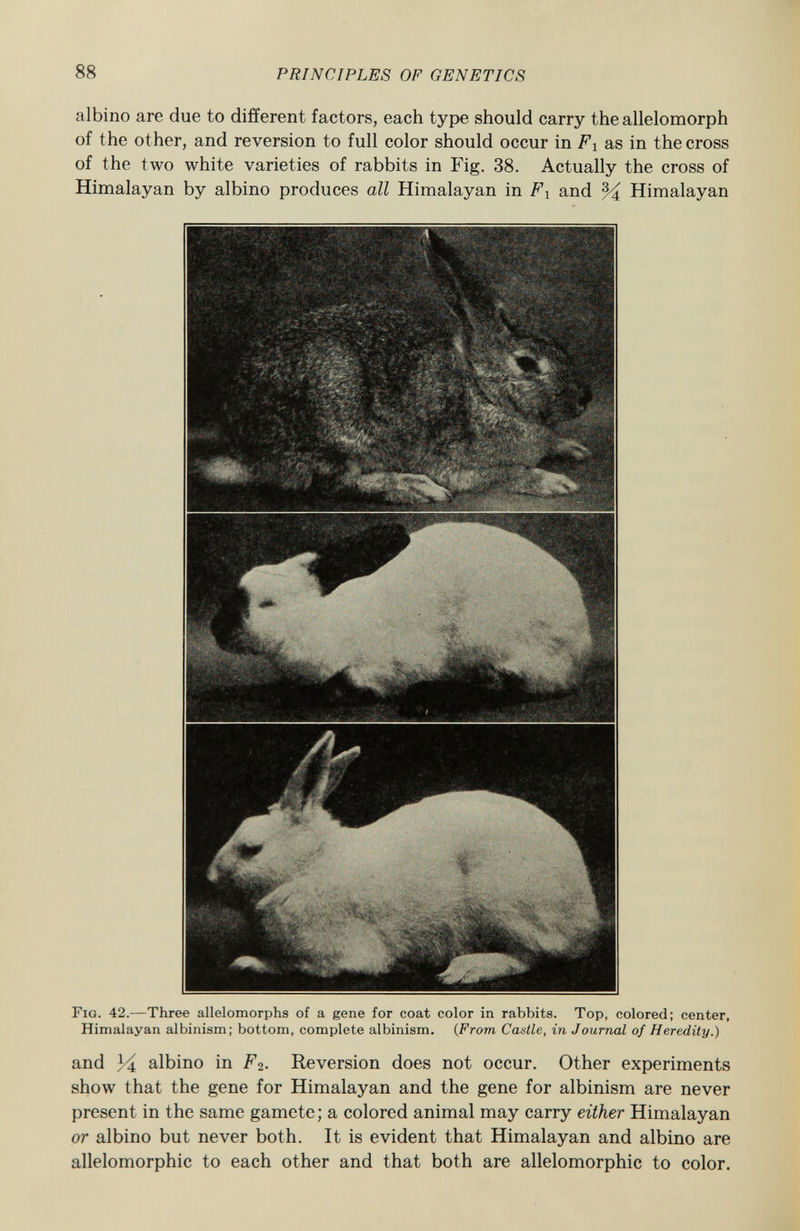 albino are due to different factors, each type should carry the allelomorph of the other, and reversion to full color should occur in Fi as in the cross of the two white varieties of rabbits in Fig. 38. Actually the cross of Himalayan by albino produces all Himalayan in F x and % Himalayan Fig. 42. —Three allelomorphs of a gene for coat color in rabbits. Top, colored; center, Himalayan albinism; bottom, complete albinism. ( From Castle, in Journal of Heredity.) and % albino in Ft. Reversion does not occur. Other experiments show that the gene for Himalayan and the gene for albinism are never present in the same gamete ; a colored animal may carry either Himalayan or albino but never both. It is evident that Himalayan and albino are allelomorphic to each other and that both are allelomorphic to color.
