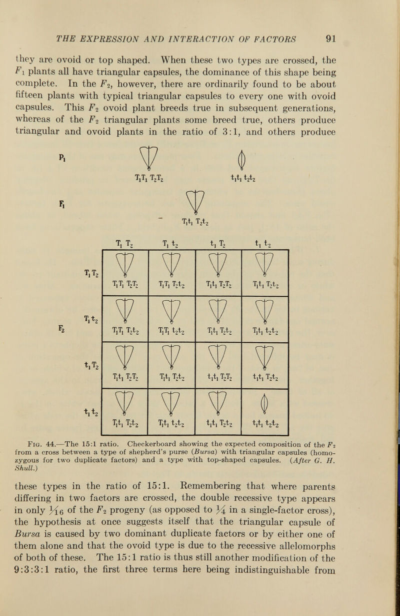 they are ovoid or top shaped. When these two types are crossed, the Fi plants all have triangular capsules, the dominance of this shape being complete. In the F 2, however, there are ordinarily found to be about fifteen plants with typical triangular capsules to every one with ovoid capsules. This Fi ovoid plant breeds true in subsequent generations, whereas of the F 2 triangular plants some breed true, others produce triangular and ovoid plants in the ratio of 3:1, and others produce V $ TjTj T 2 T 2 t|t] t 2 t 2 V T,t, T 2 t 2 Tj T 2 1^1 ^2 ^1 ^2 ^1 ^2 T,T 2 T,t 2 f 2 t|T 2 t, t 2 F ig. 44. —The 15:1 ratio. Checkerboard showing the expected composition of the F 2 from a cross between a type of shepherd's purse (Bursa) with triangular capsules (homo zygous for two duplicate factors) and a type with top-shaped capsules. ( After G. H. Shull.) these types in the ratio of 15:1. Remembering that where parents differing in two factors are crossed, the double recessive type appears in only Kô °f the F 2 progeny (as opposed to 34 in a single-factor cross), the hypothesis at once suggests itself that the triangular capsule of Bursa is caused by two dominant duplicate factors or by either one of them alone and that the ovoid type is due to the recessive allelomorphs of both of these. The 15:1 ratio is thus still another modification of the 9:3:3:1 ratio, the first three terms here being indistinguishable from Tjt, T 2 T 2 T,t| T 2 t 2 T|t, T 2 t 2 T|t| t 2 t 2 tjti T 2 T 2 t,t, T 2 t 2 t,t, T 2 t 2 tit, t 2 t 2 T,T, T 2 T 2 T j T i T 2 t 2 T,t ( T 2 T 2 T ^ i T 2 t 2 T|T| T 2 t 2 T j T j t 2 t 2 T[t, T 2 t 2 Tjtj t 2 t 2