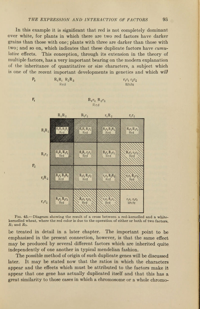In this example it is significant that red is not completely dominant over white, for plants in which there are two red factors have darker grains than those with one; plants with three are darker than those with two; and so on, which indicates that these duplicate factors have cumu lative effects. This conception, through its extension in the theory of multiple factors, has a very important bearing on the modern explanation of the inheritance of quantitative or size characters, a subject which is one of the recent important developments in genetics and which wiU P| ^1^1 ^2^2 r l r l r 2 r 2 Red White F. R|R 2 Rl r 2 r,R 2 r,r 2 Fig. 45.— Diagram showing the result of a cross between a red-kernelled and a white- kernelled wheat, where the red color is due to the operation of either or both of two factors, R i and R 2. be treated in detail in a later chapter. The important point to be emphasized in the present connection, however, is that the same effect may be produced by several different factors which are inherited quite independently of one another in typical mendelian fashion. The possible method of origin of such duplicate genes will be discussed later. It may be stated now that the ratios in which the characters appear and the effects which must be attributed to the factors make it appear that one gene has actually duplicated itself and that this has a great similarity to those cases in which a chromosome or a whole chromo-