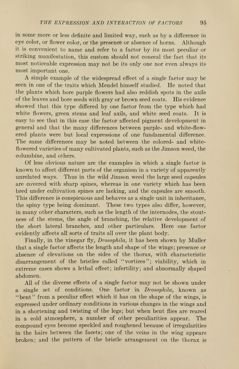 in some more or less definite and limited way, such as by a difference in eye color, or flower color, or the presence or absence of horns. Although it is convenient to name and refer to a factor by its most peculiar or striking manifestation, this custom should not conceal the fact that its most noticeable expression may not be its only one nor even always its most important one. A simple example of the widespread effect of a single factor may be seen in one of the traits which Mendel himself studied. He noted that the plants which bore purple flowers had also reddish spots in the axils of the leaves and bore seeds with gray or brown seed coats. His evidence showed that this type differed by one factor from the type which had white flowers, green stems and leaf axils, and white seed coats. It is easy to see that in this case the factor affected pigment development in general and that the many differences between purple- and white-flow ered plants were but local expressions of one fundamental difference. The same differences may be noted between the colored- and white- flowered varieties of many cultivated plants, such as the Jimson weed, the columbine, and others. Of less obvious nature are the examples in which a single factor is known to affect different parts of the organism in a variety of apparently unrelated ways. Thus in the wild Jimson weed the large seed capsules are covered with sharp spines, whereas in one variety which has been bred under cultivation spines are lacking, and the capsules are smooth. This difference is conspicuous and behaves as a single unit in inheritance, the spiny type being dominant. These two types also differ, however, in many other characters, such as the length of the internodes, the stout ness of the stems, the angle of branching, the relative development of the short lateral branches, and other particulars. Here one factor evidently affects all sorts of traits all over the plant body. Finally, in the vinegar fly, Drosophila, it has been shown by Muller that a single factor affects the length and shape of the wings; presence or absence of elevations on the sides of the thorax, with characteristic disarrangement of the bristles called vortices; viability, which in extreme cases shows a lethal effect; infertility; and abnormally shaped abdomen. All of the diverse effects of a single factor may not be shown under a single set of conditions. One factor in Drosophila, known as bent from a peculiar effect which it has on the shape of the wings, is expressed under ordinary conditions in various changes in the wings and in a shortening and twisting of the legs; but when bent flies are reared in a cold atmosphere, a number of other peculiarities appear. The compound eyes become speckled and roughened because of irregularities in the hairs between the facets; one of the veins in the wing appears broken; and the pattern of the bristle arrangement on the thorax is