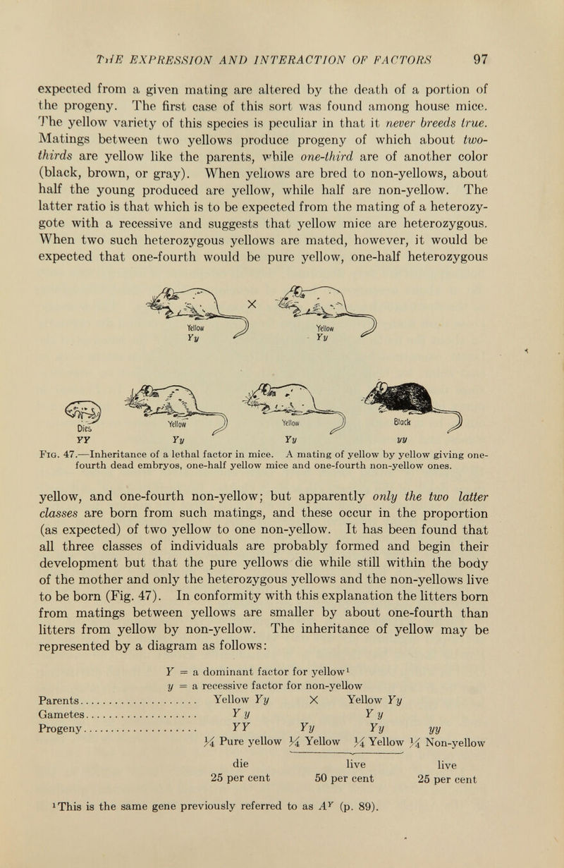 expected from a given mating are altered by the death of a portion of the progeny. The first case of this sort was found among house mice. The yellow variety of this species is peculiar in that it never breeds true. Matings between two yellows produce progeny of which about two- thirds are yellow like the parents, while one-third are of another color (black, brown, or gray). When yellows are bred to non-yellows, about half the young produced are yellow, while half are non-yellow. The latter ratio is that which is to be expected from the mating of a heterozy gote with a recessive and suggests that yellow mice are heterozygous. When two such heterozygous yellows are mated, however, it would be expected that one-fourth would be pure yellow, one-half heterozygous F ig . 47.—Inheritance of a lethal factor in mice. A mating of yellow by yellow giving one- fourth dead embryos, one-half yellow mice and one-fourth non-yellow ones. yellow, and one-fourth non-yellow; but apparently only the two latter classes are born from such matings, and these occur in the proportion (as expected) of two yellow to one non-yellow. It has been found that all three classes of individuals are probably formed and begin their development but that the pure yellows die while still within the body of the mother and only the heterozygous yellows and the non-yellows live to be born (Fig. 47). In conformity with this explanation the litters born from matings between yellows are smaller by about one-fourth than litters from yellow by non-yellow. The inheritance of yellow may be represented by a diagram as follows: Y = a dominant factor for yellow 1 y = a recessive factor for non-yellow Parents Yellow Yy X Yellow Yy Gametes Y y Y y Progeny Y Y Yy Y y yy X A Pure yellow Yellow K Yellow H Non-yellow die live live 25 per cent 50 per cent 25 per cent ^his is the same gene previously referred to as A Y (p. 89).
