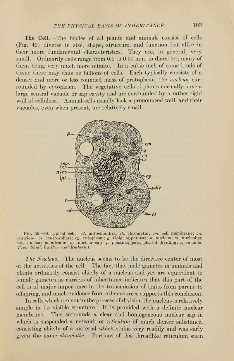 The Cell.—The bodies of all plants and animals consist of cells (Fig. 49) diverse in size, shape, structure, and function but alike in their more fundamental characteristics. They are, in general, very small. Ordinarily cells range from 0.1 to 0.01 mm. in diameter, many of them being very much more minute. In a cubic inch of some kinds of tissue there may thus be billions of cells. Each typically consists of a denser and more or less rounded mass of protoplasm, the nucleus, sur rounded by cytoplasm. The vegetative cells of plants normally have a large central vacuole or sap cavity and are surrounded by a rather rigid wall of cellulose. Animal cells usually lack a pronounced wall, and their vacuoles, even when present, are relatively small. F ig. 49.—A typical cell, cd, mitochondria; ch, chromatin; cm, cell membrane; cn, centriole; cs, centrosphere; cy, cytoplasm; g, Golgi apparatus; n, nucleus; nl, nucleolus; nm, nuclear membrane; ns, nuclear sap; p, plastids; pdiv, plastid dividing; v, vacuole. (From Shull, La Rue, and Ruthven.) The Nucleus. —The nucleus seems to be the directive center of most of the activities of the cell. The fact that male gametes in animals and plants ordinarily consist chiefly of a nucleus and yet are equivalent to female gametes as carriers of inheritance indicates that this part of the cell is of major importance in the transmission of traits from parent to offspring, and much evidence from other sources supports this conclusion. In cells which are not in the process of division the nucleus is relatively simple in its visible structure. It is provided with a definite nuclear membrane. This surrounds a clear and homogeneous nuclear sap in which is suspended a network or reticulum of much denser substance, consisting chiefly of a material which stains very readily and was early given the name chromatin. Portions of this threadlike reticulum stain