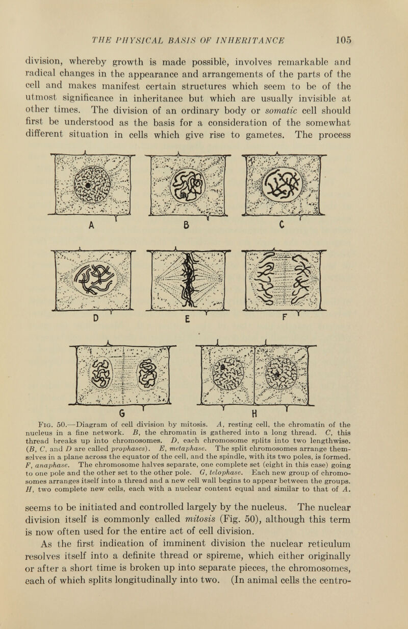 division, whereby growth is made possible, involves remarkable and radical changes in the appearance and arrangements of the parts of the cell and makes manifest certain structures which seem to be of the utmost significance in inheritance but which are usually invisible at other times. The division of an ordinary body or somatic cell should first be understood as the basis for a consideration of the somewhat different situation in cells which give rise to gametes. The process F ig. 50. —Diagram of cell division by mitosis. A, resting cell, the chromatin of the nucleus in a fine network. B, the chromatin is gathered into a long thread. C, this thread breaks up into chromosomes. D, each chromosome splits into two lengthwise. (B, C, and D are called prophases). E, metaphase. The split chromosomes arrange them selves in a plane across the equator of the cell, and the spindle, with its two poles, is formed. F, anaphase. The chromosome halves separate, one complete set (eight in this case) going to one pole and the other set to the other pole. G, telophase. Each new group of chromo somes arranges itself into a thread and a new cell wall begins to appear between the groups. H, two complete new cells, each with a nuclear content equal and similar to that of A. seems to be initiated and controlled largely by the nucleus. The nuclear division itself is commonly called mitosis (Fig. 50), although this term is now often used for the entire act of cell division. As the first indication of imminent division the nuclear reticulum resolves itself into a definite thread or spireme, which either originally or after a short time is broken up into separate pieces, the chromosomes, each of which splits longitudinally into two. (In animal cells the centro-