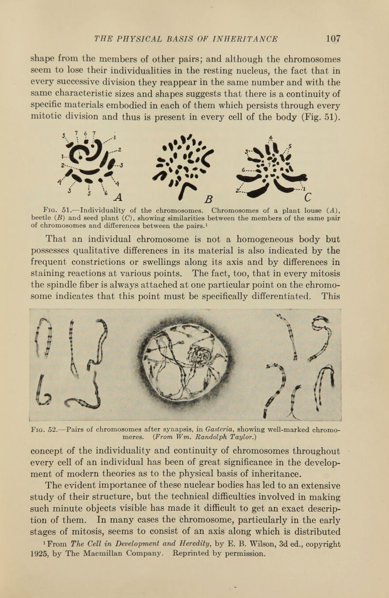 shape from the members of other pairs; and although the chromosomes seem to lose their individualities in the resting nucleus, the fact that in every successive division they reappear in the same number and with the same characteristic sizes and shapes suggests that there is a continuity of specific materials embodied in each of them which persists through every mitotic division and thus is present in every cell of the body (Fig. 51). W# Ä afe 2-- ¥ [-3 m • # X •• 7 ». J I * % 6—.^» • ■ A» A Vr j j '<A r F ig . 51.-—Individuality of the chromosomes. Chromosomes of a plant louse {A), beetle (B) and seed plant (C), showing similarities between the members of the same pair of chromosomes and differences between the pairs. 1 That an individual chromosome is not a homogeneous body but possesses qualitative differences in its material is also indicated by the frequent constrictions or swellings along its axis and by differences in staining reactions at various points. The fact, too, that in every mitosis the spindle fiber is always attached at one particular point on the chromo some indicates that this point must be specifically differentiated. This I I 0 \ f * v * 8 * /Ti i \x JÍI m ' if -J? r«J / ; m F ig . 52. —Pairs of chromosomes after synapsis, in Gasteria, showing well-marked chromo- meres. ( From Wm. Randolph Taylor.) concept of the individuality and continuity of chromosomes throughout every cell of an individual has been of great significance in the develop ment of modern theories as to the physical basis of inheritance. The evident importance of these nuclear bodies has led to an extensive study of their structure, but the technical difficulties involved in making such minute objects visible has made it difficult to get an exact descrip tion of them. In many cases the chromosome, particularly in the early stages of mitosis, seems to consist of an axis along which is distributed 1 From The Cell in Development and Heredity, by E. B. Wilson, 3d ed., copyright 1925, by The Macmillan Company. Reprinted by permission.